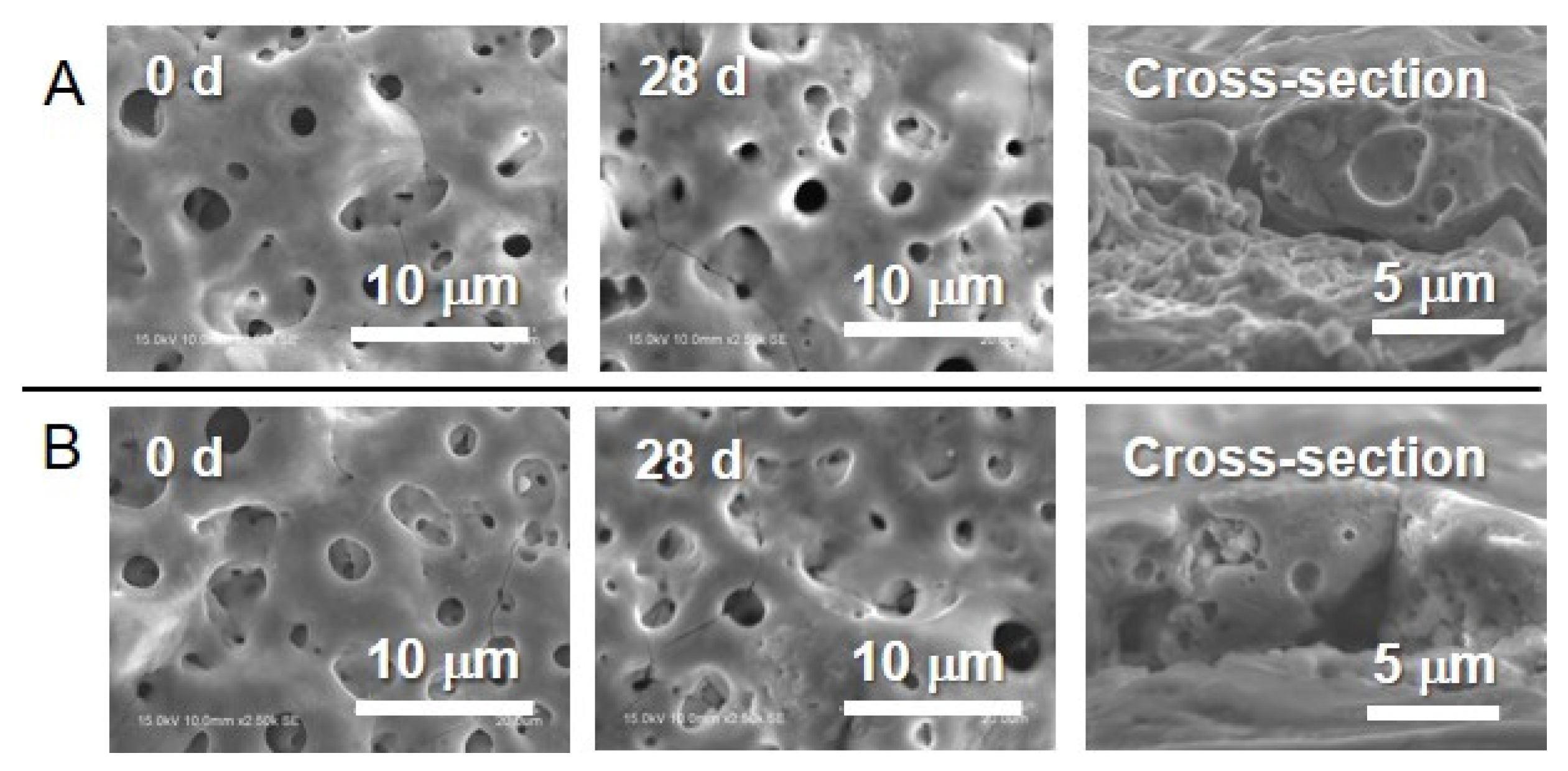 Jfb 11 00044 g001 Jfb 11 00044 g001