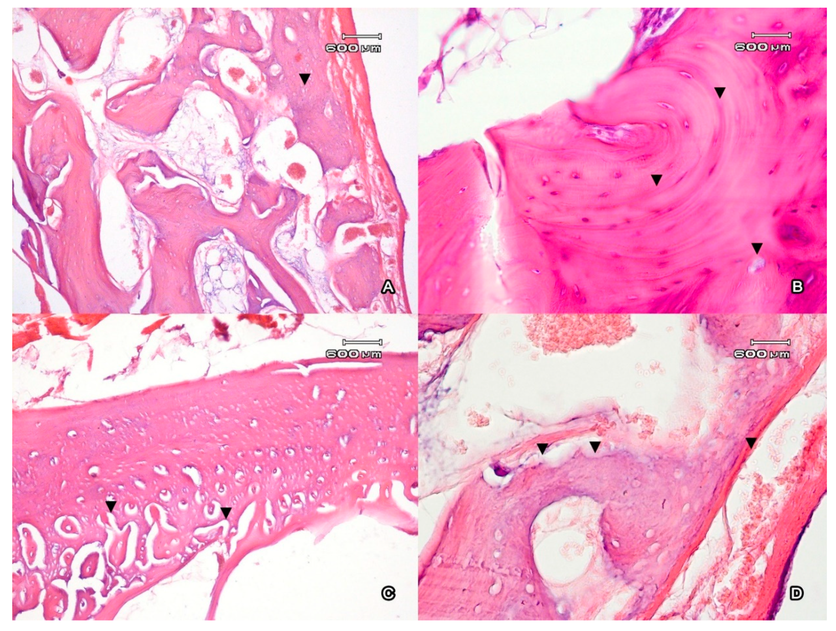 Jfb 11 00068 g002 Jfb 11 00068 g002