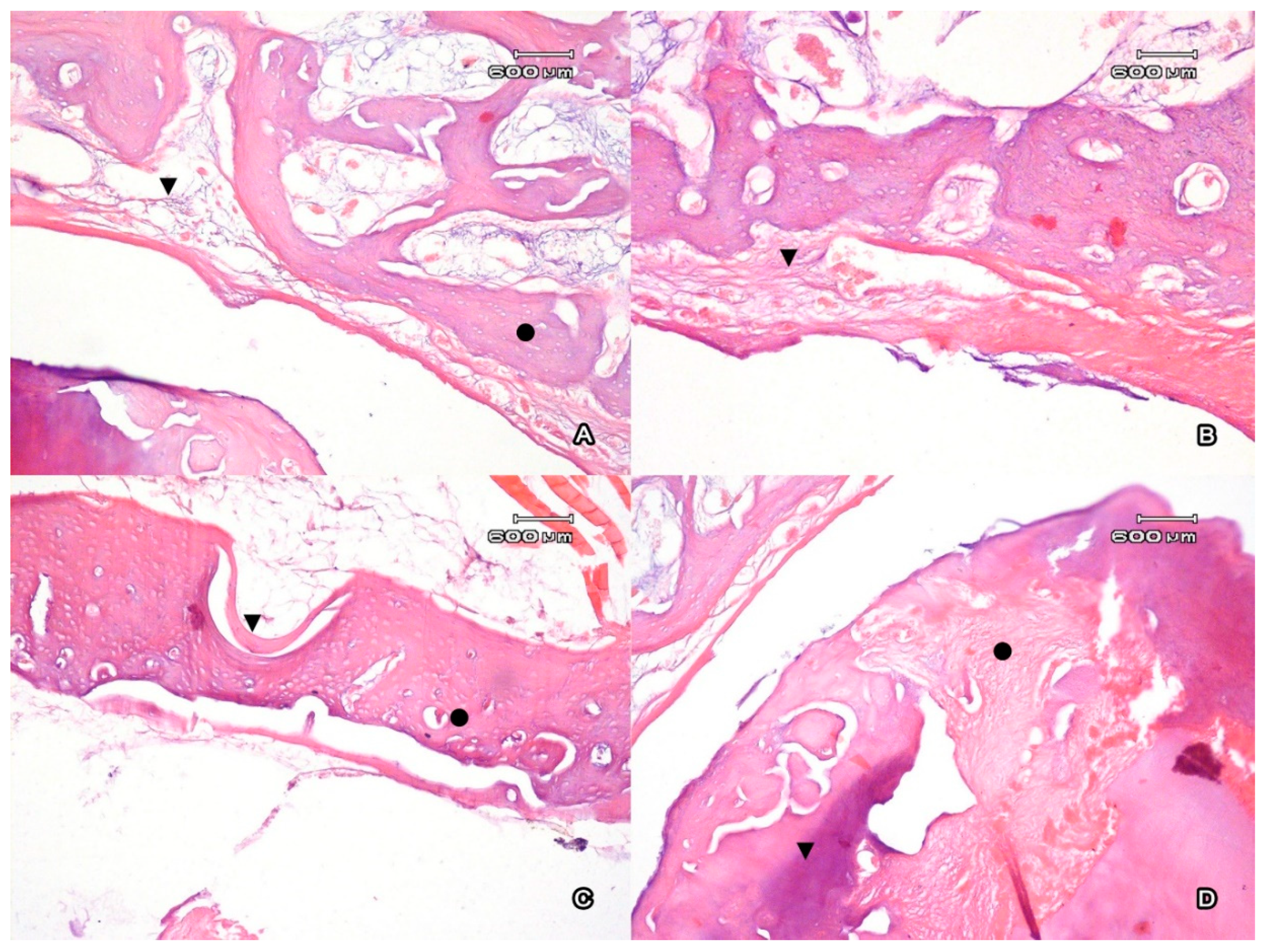 Jfb 11 00068 g003 Jfb 11 00068 g003