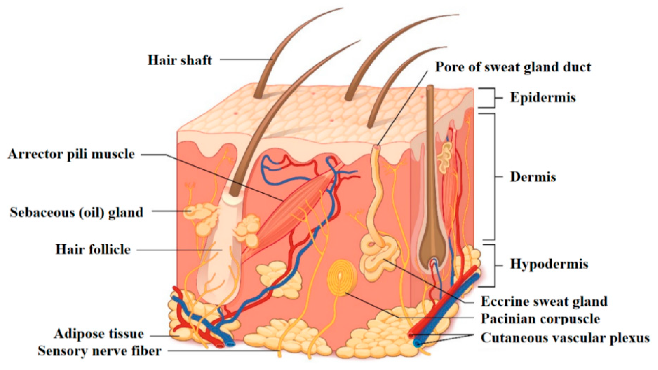 Jfb 11 00077 g001 Jfb 11 00077 g001