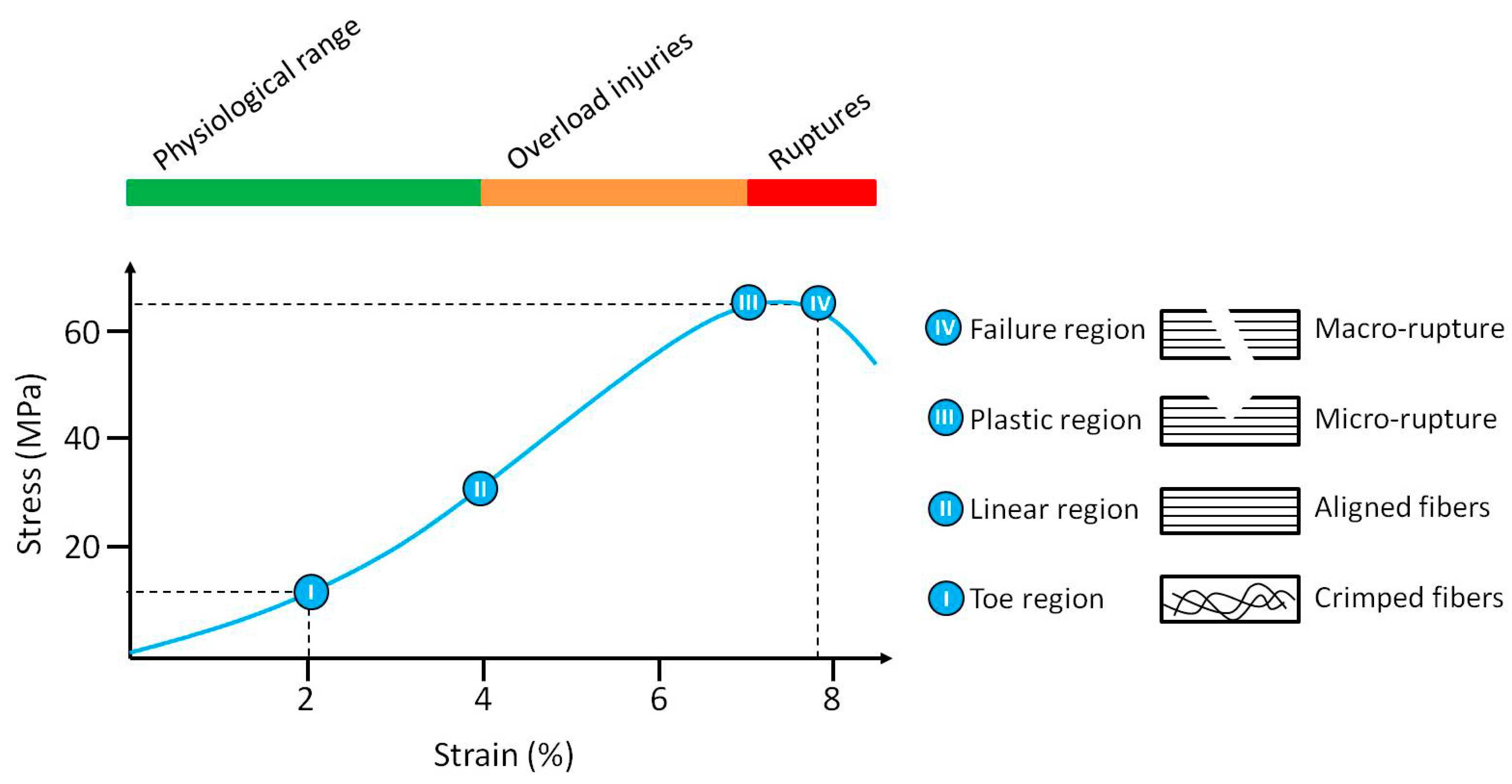 Jfb 11 00078 g002 Jfb 11 00078 g002
