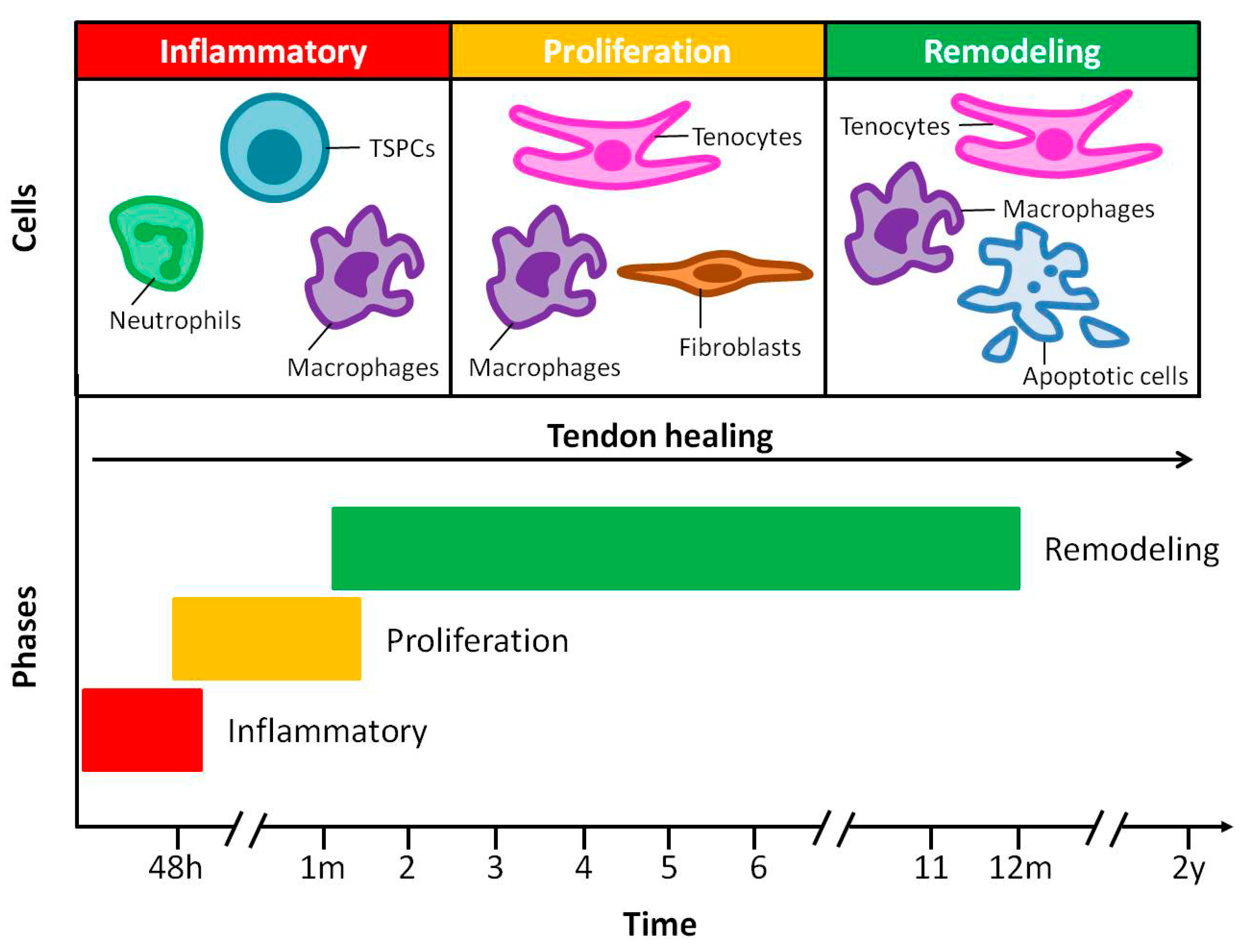 Jfb 11 00078 g003 Jfb 11 00078 g003