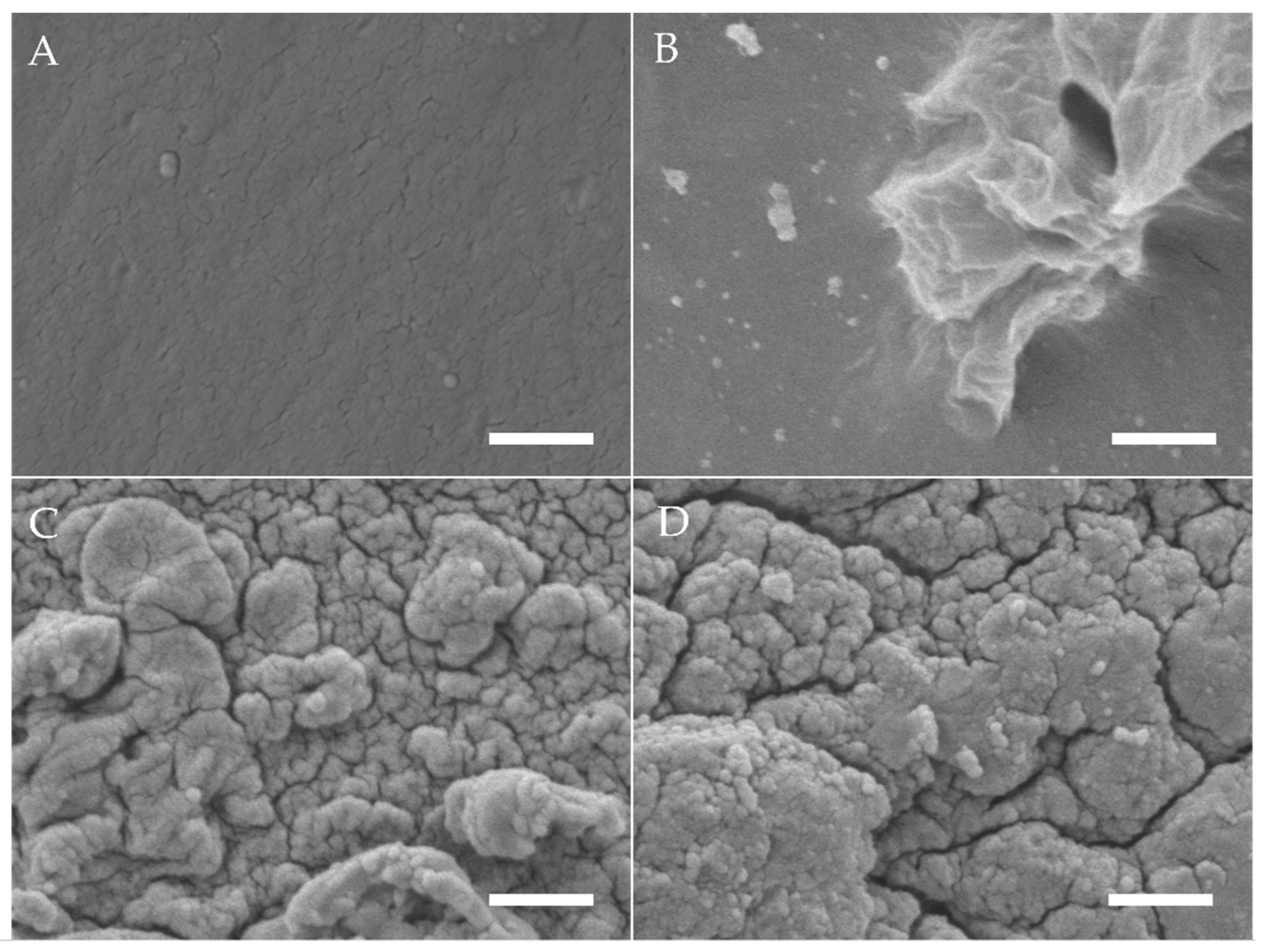 Jfb 12 00057 g001 Jfb 12 00057 g001