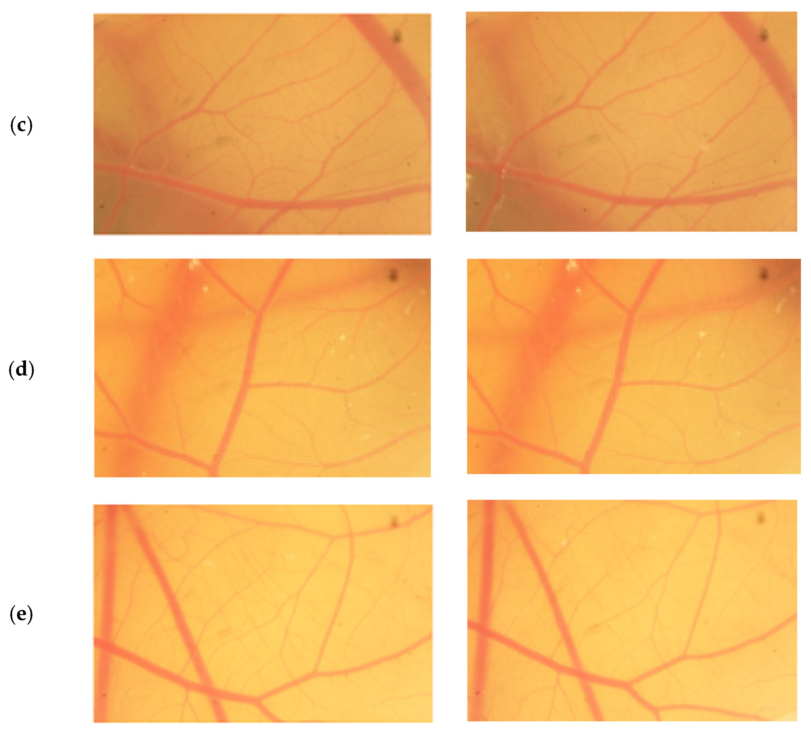 Jfb 13 00003 g004b Jfb 13 00003 g004b