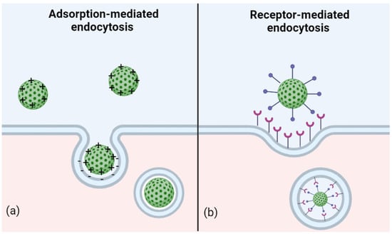 Jfb 13 00125 g003 550