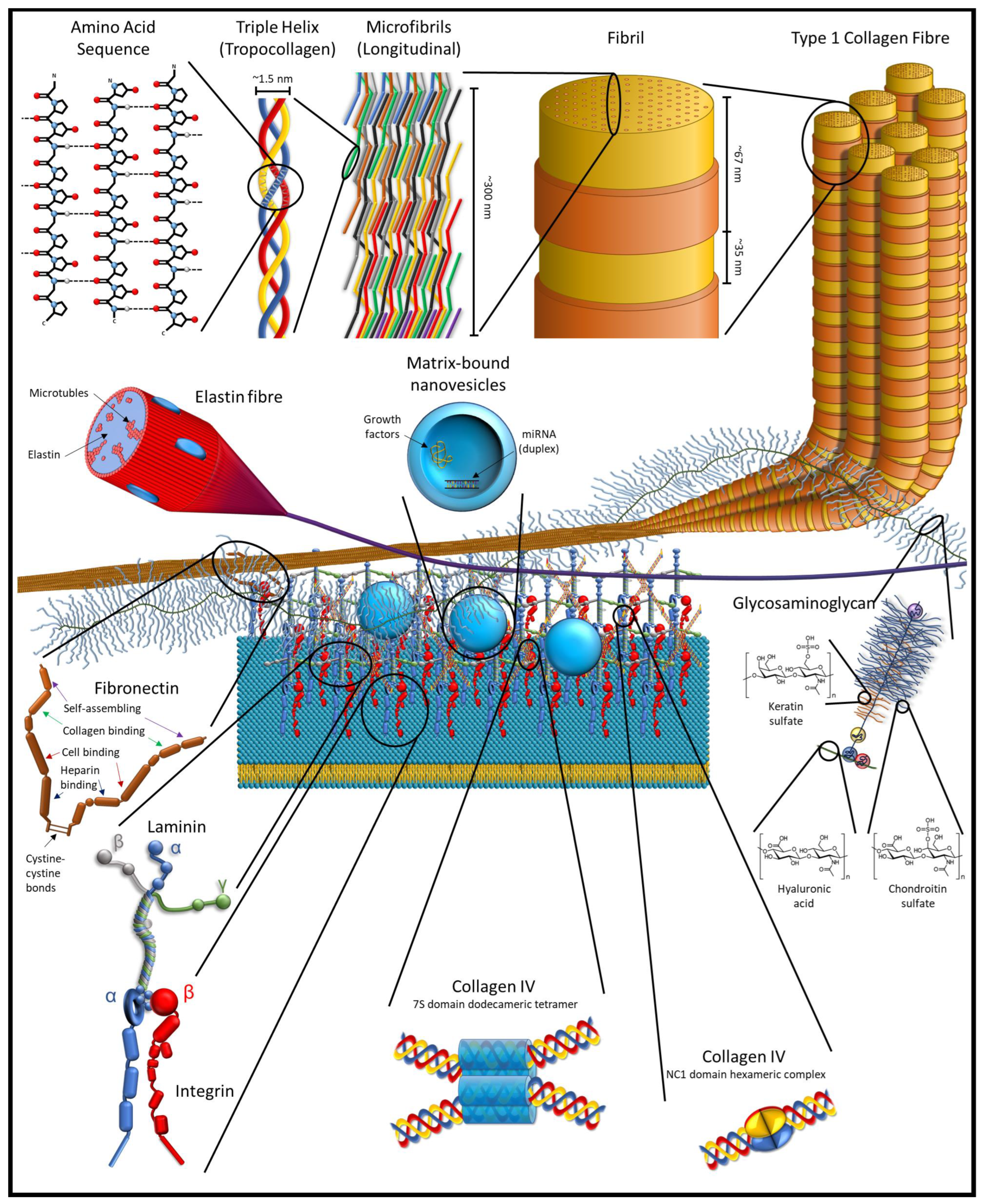 Jfb 13 00240 g001 Jfb 13 00240 g001