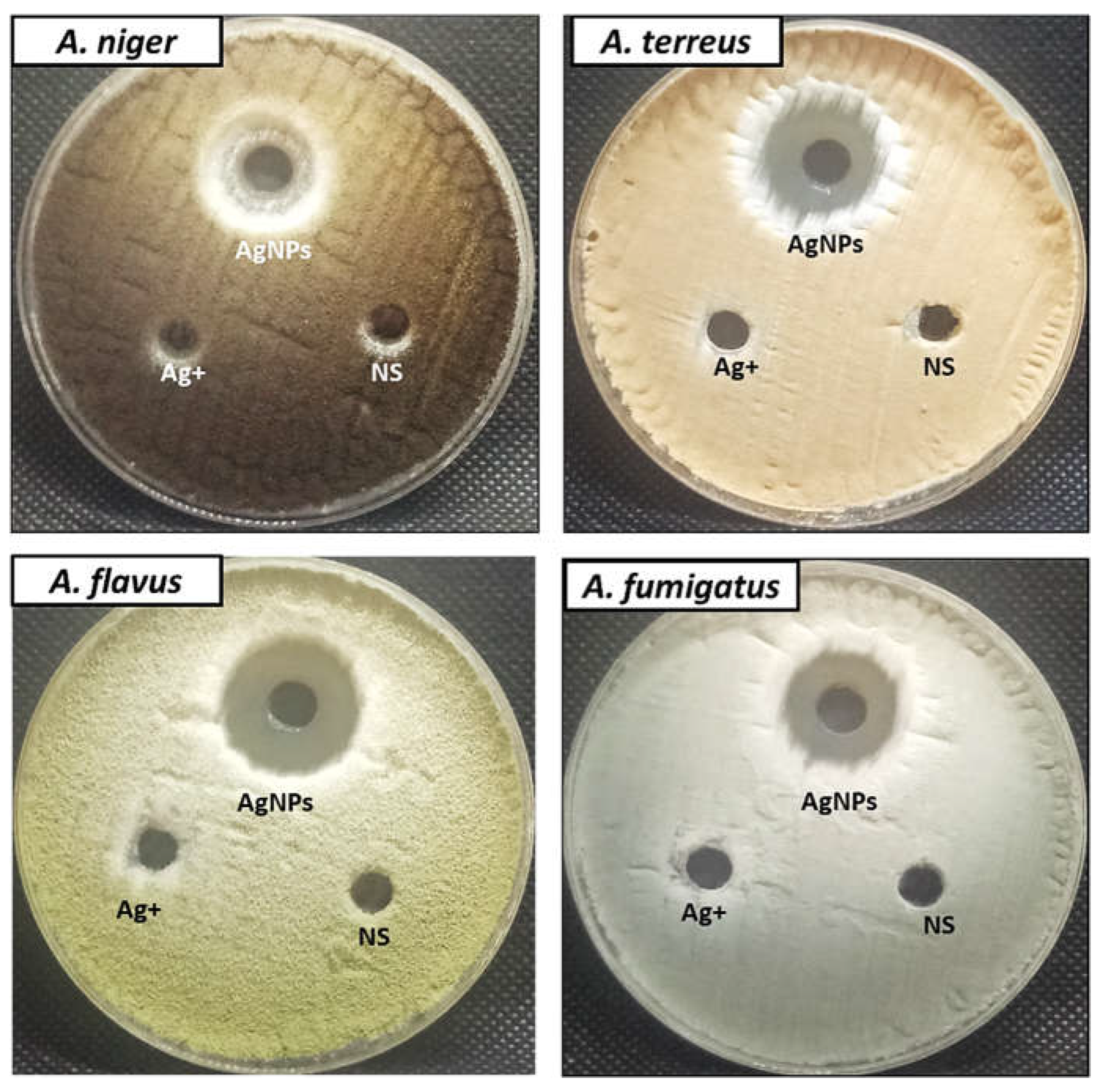 Jfb 13 00242 g008 Jfb 13 00242 g008