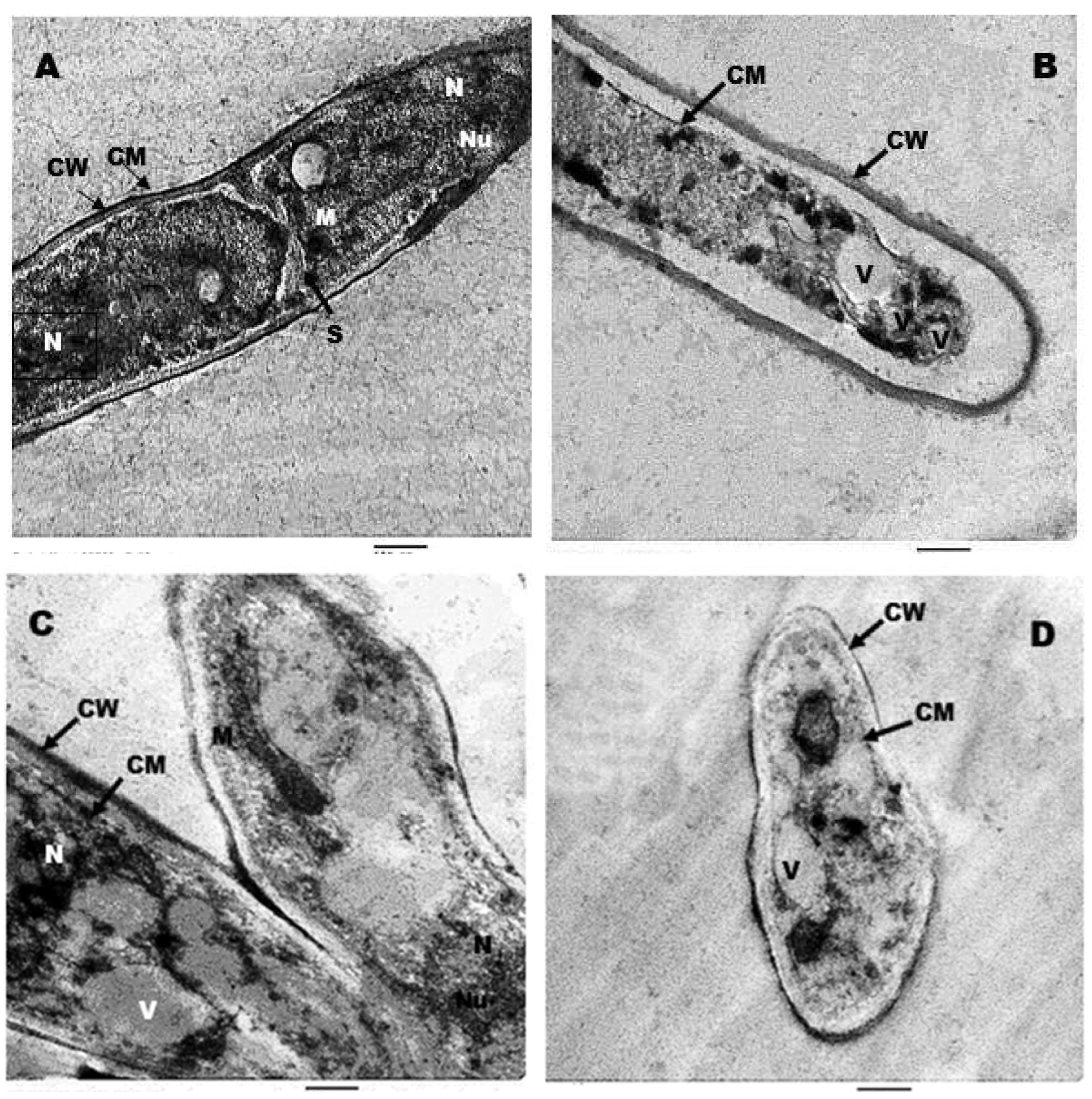 Jfb 13 00242 g009 Jfb 13 00242 g009