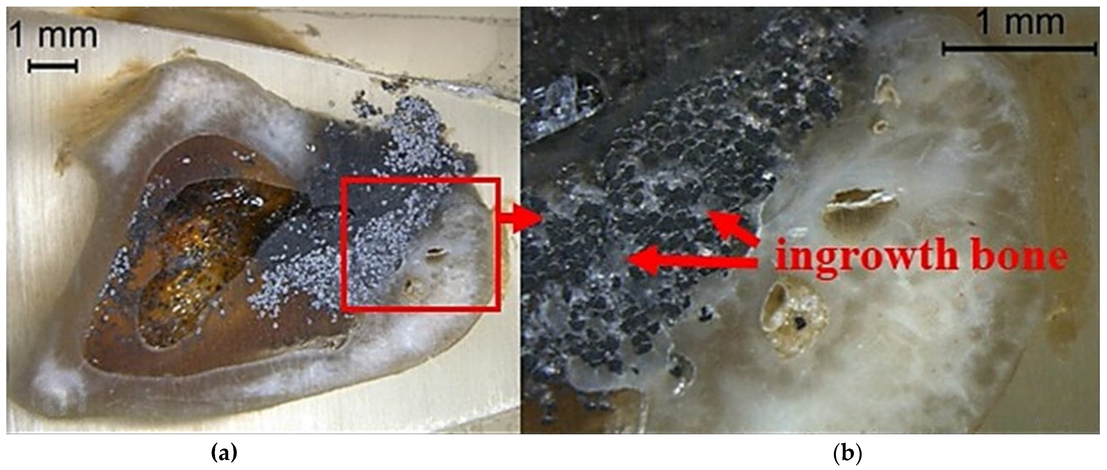 Jfb 13 00245 g021 Jfb 13 00245 g021