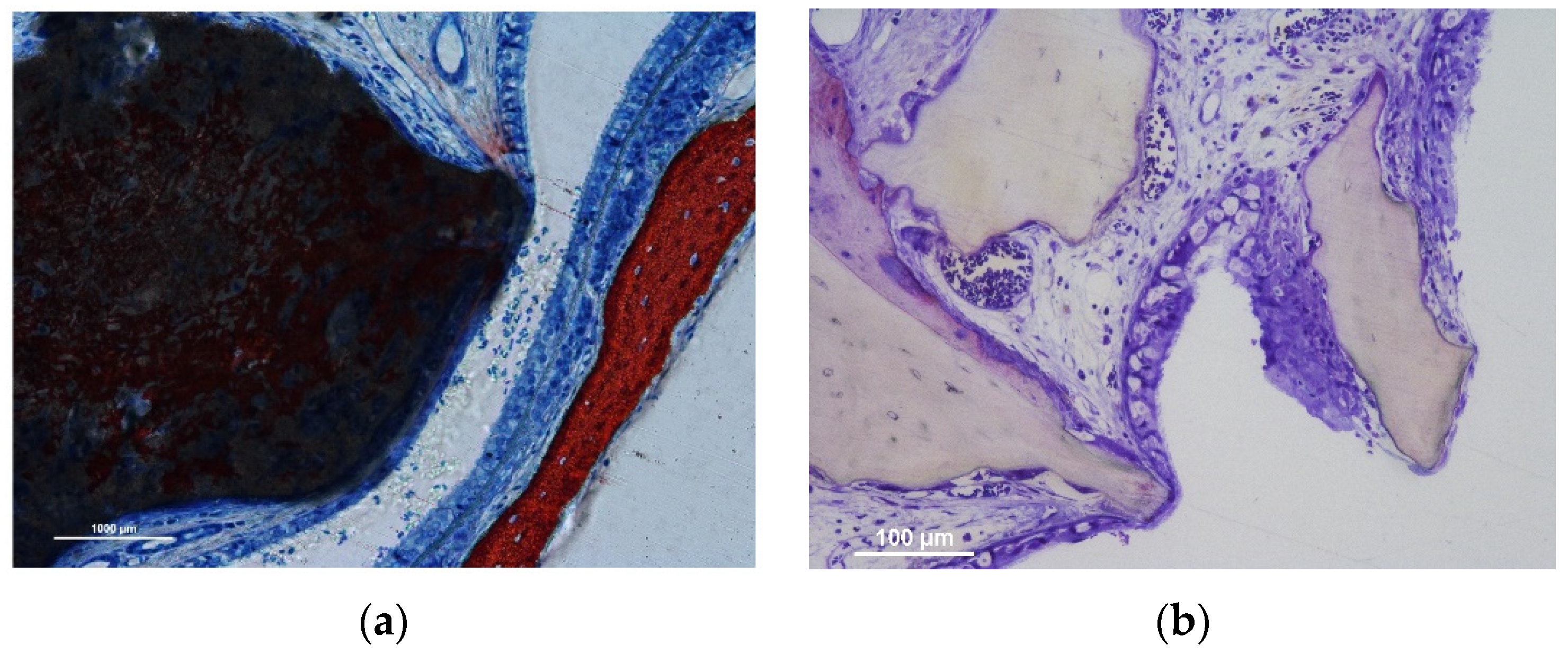 Jfb 13 00257 g001 Jfb 13 00257 g001