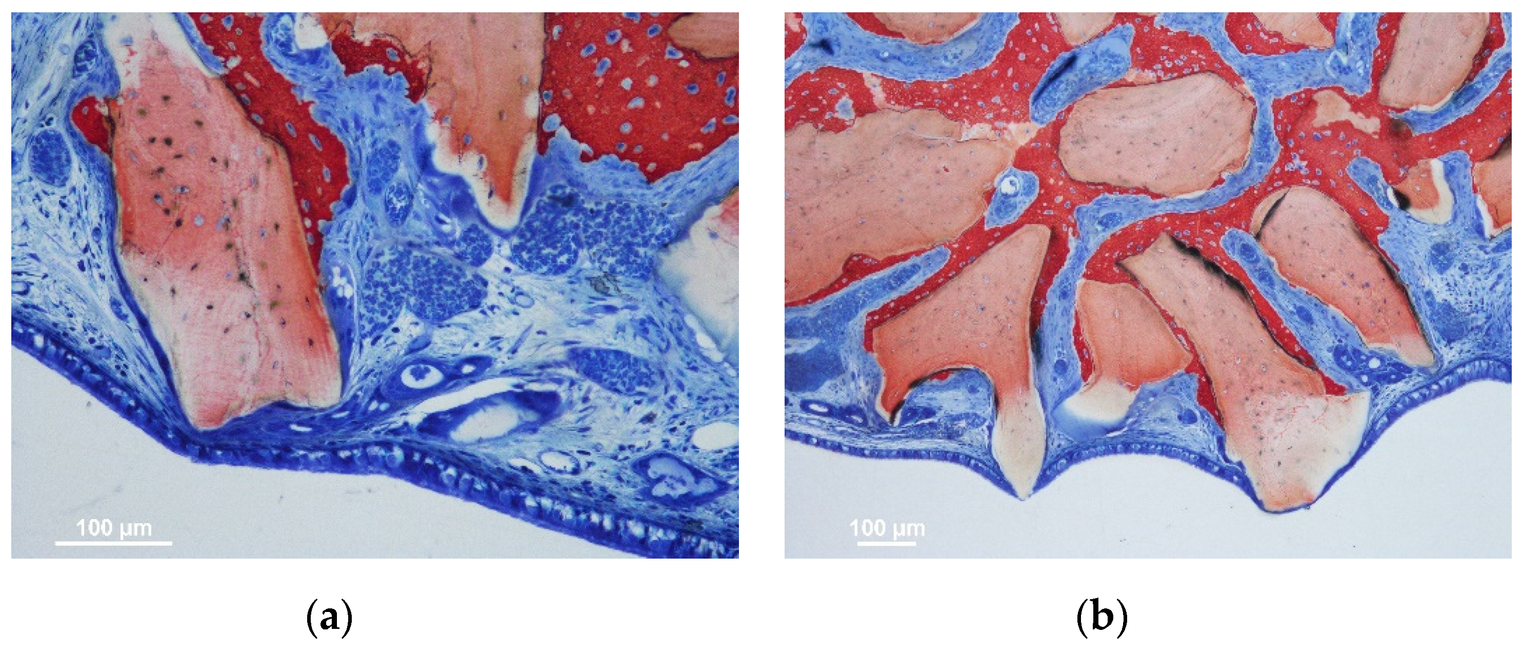 Jfb 13 00257 g002 Jfb 13 00257 g002