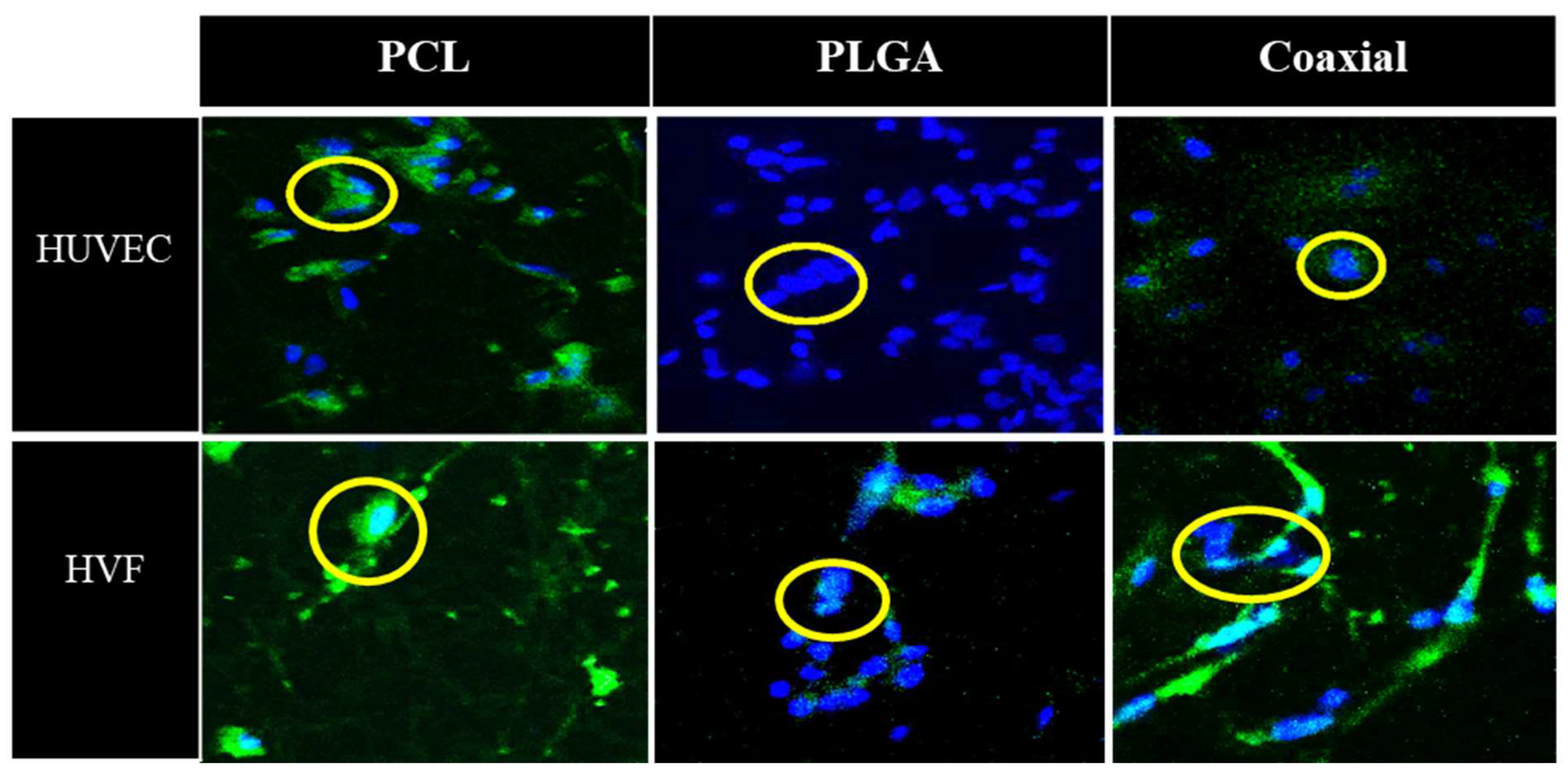 Jfb 13 00282 g005 Jfb 13 00282 g005