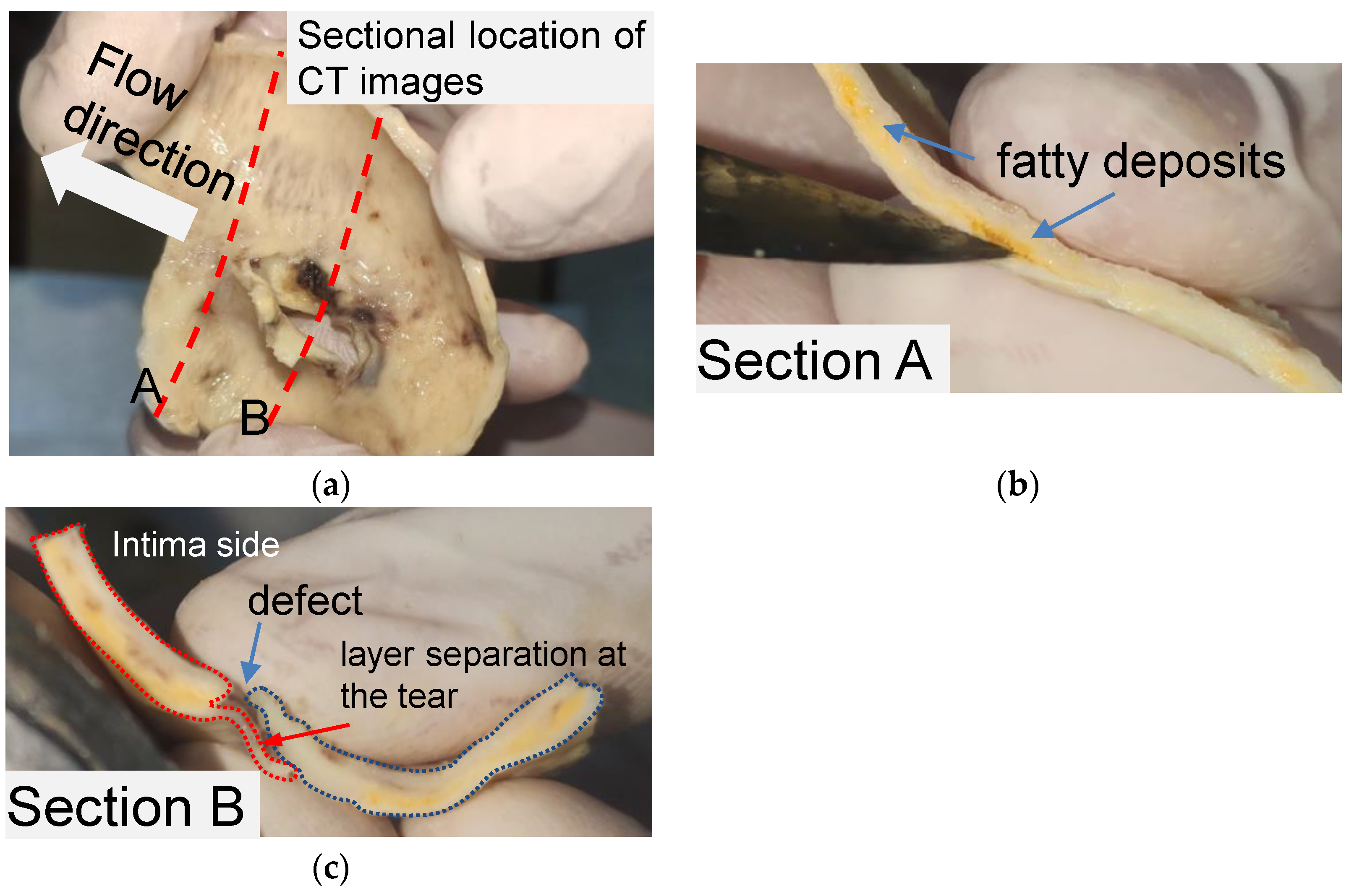 Jfb 13 00290 g001 Jfb 13 00290 g001
