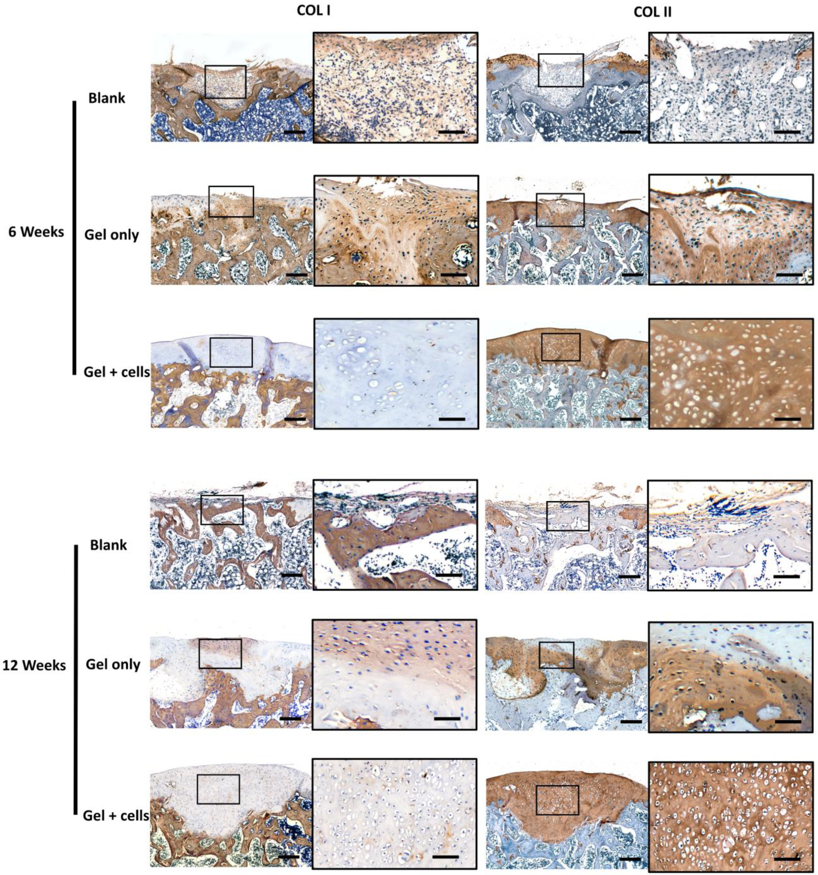 Jfb 14 00039 g006 Jfb 14 00039 g006