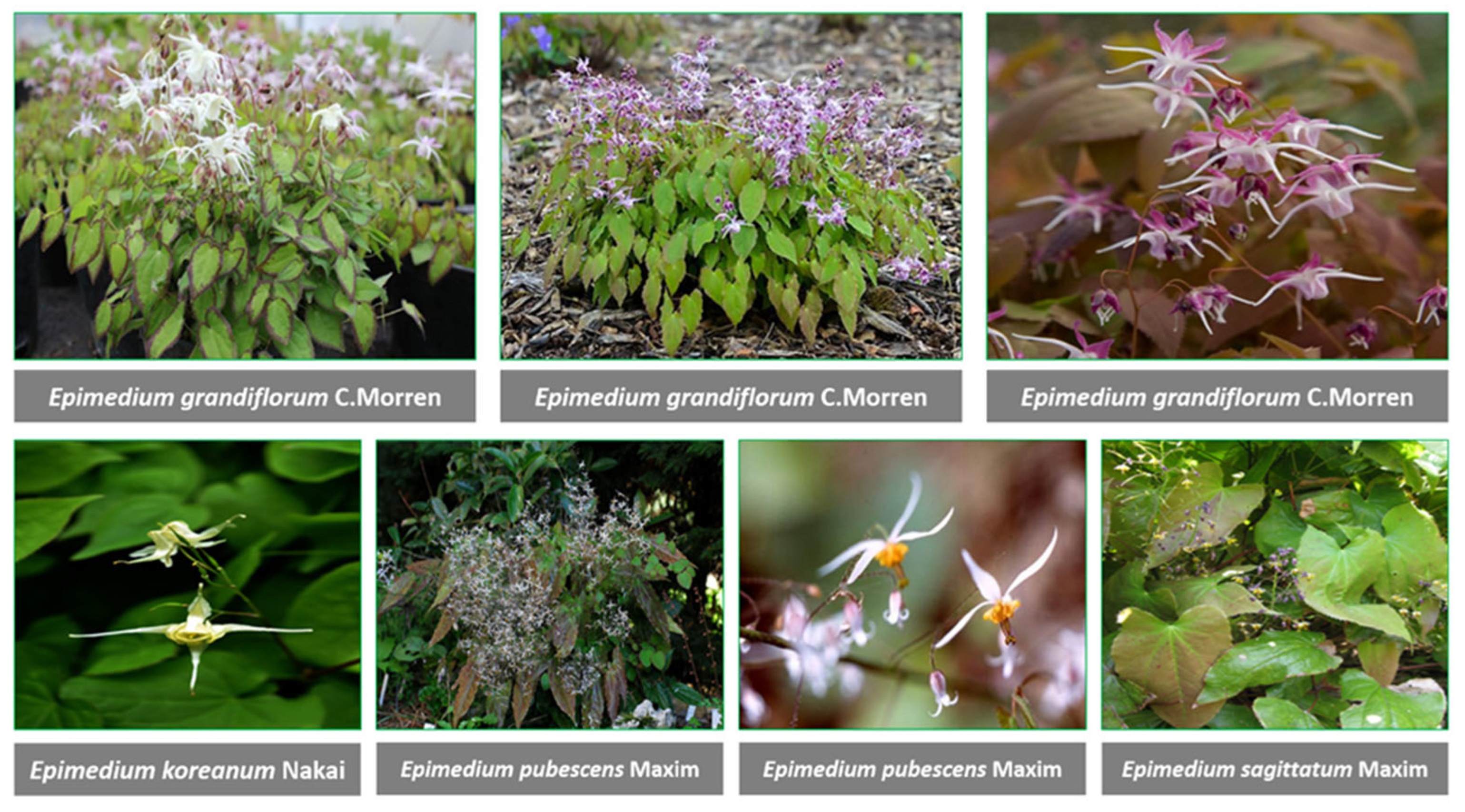 Jfb 14 00044 g001 Jfb 14 00044 g001