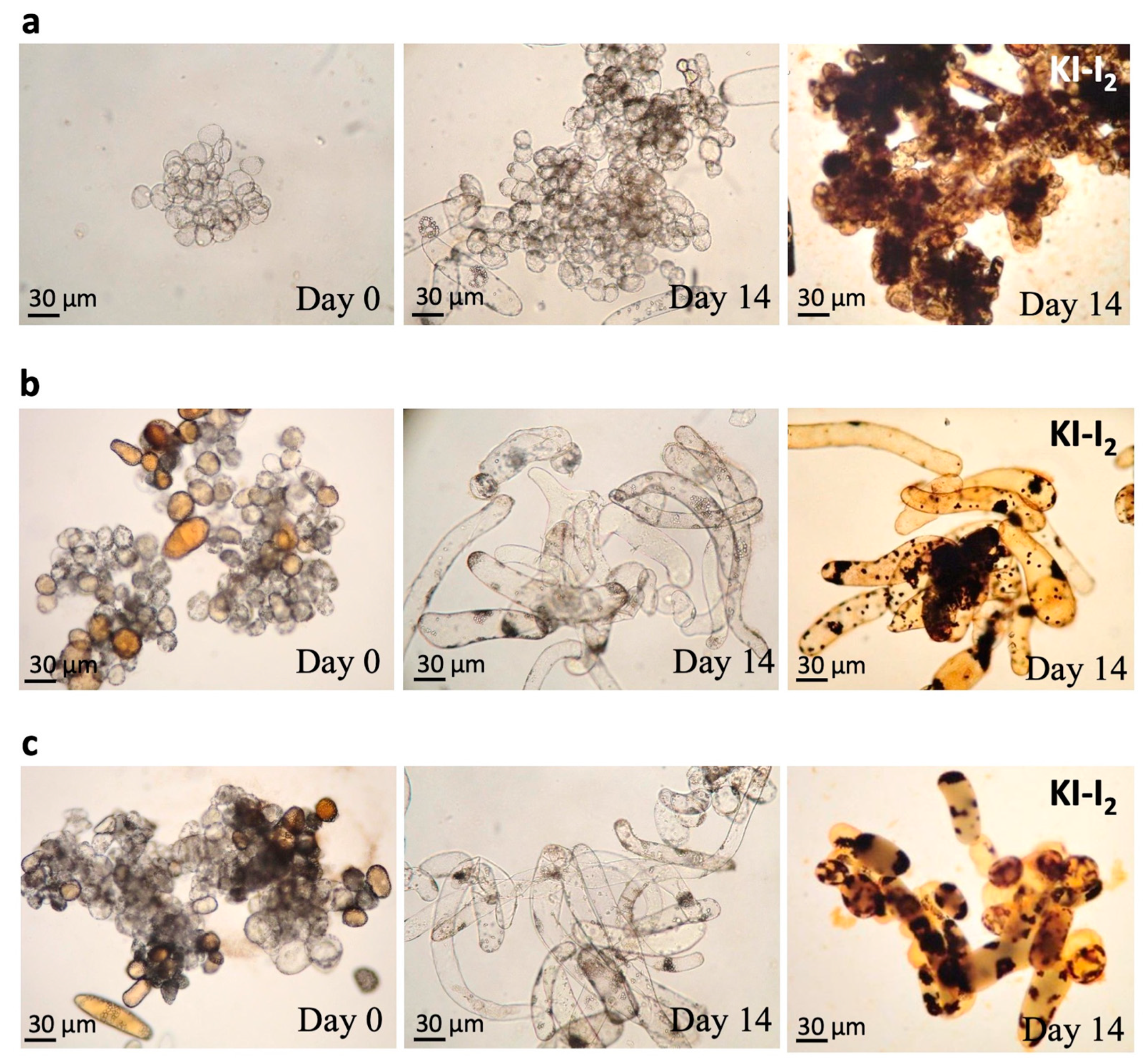 Jfb 14 00095 g004 Jfb 14 00095 g004