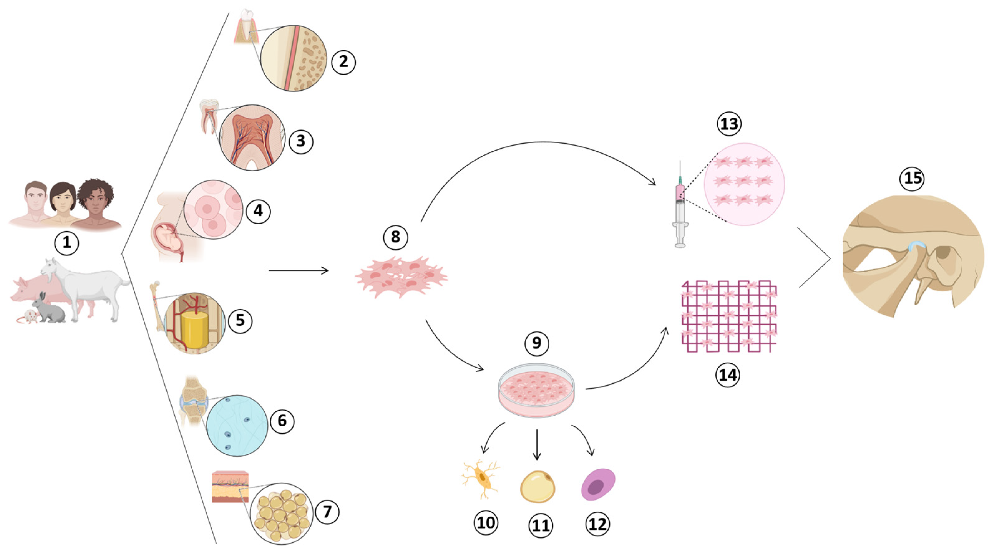 Jfb 14 00103 g006 Jfb 14 00103 g006