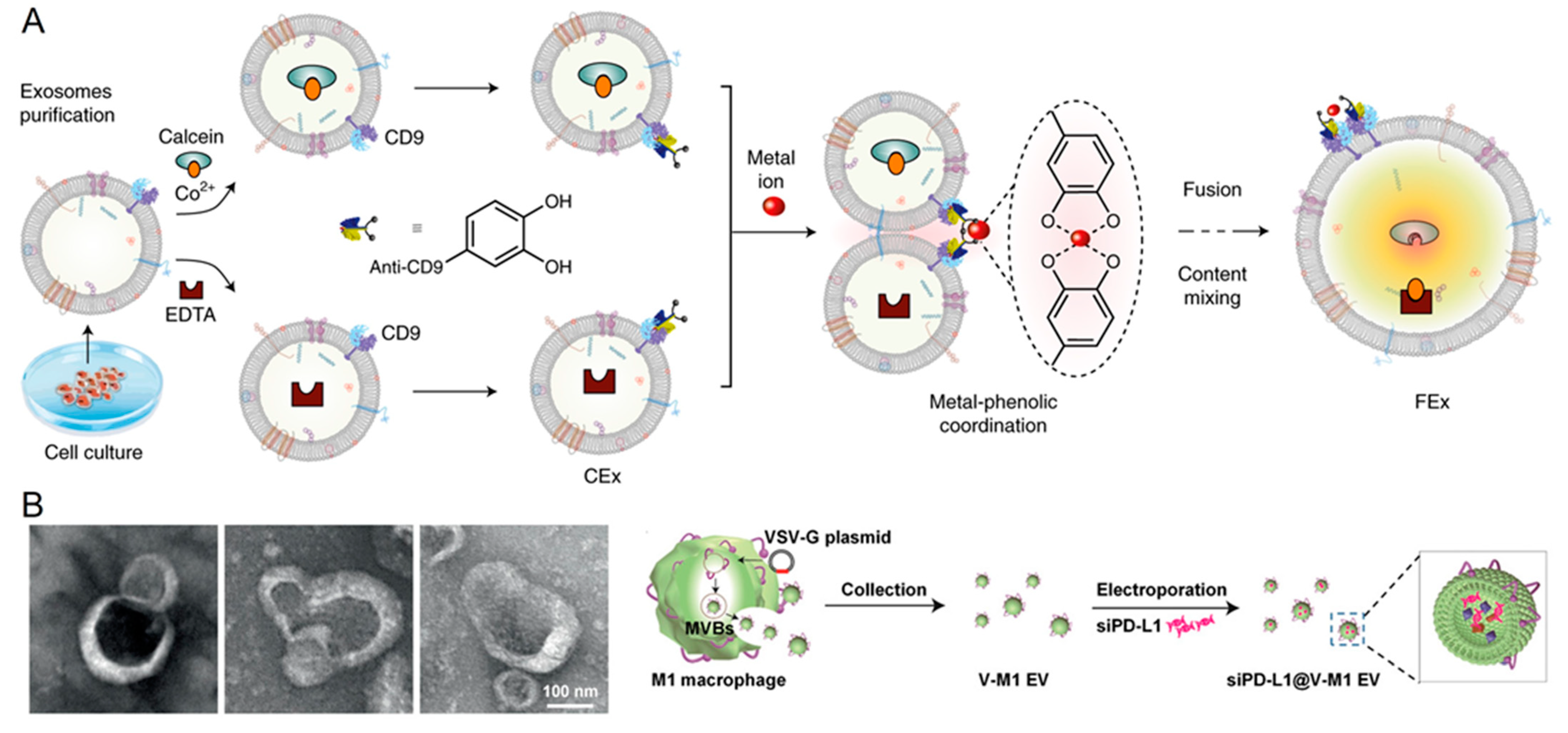 Jfb 14 00117 g003 Jfb 14 00117 g003