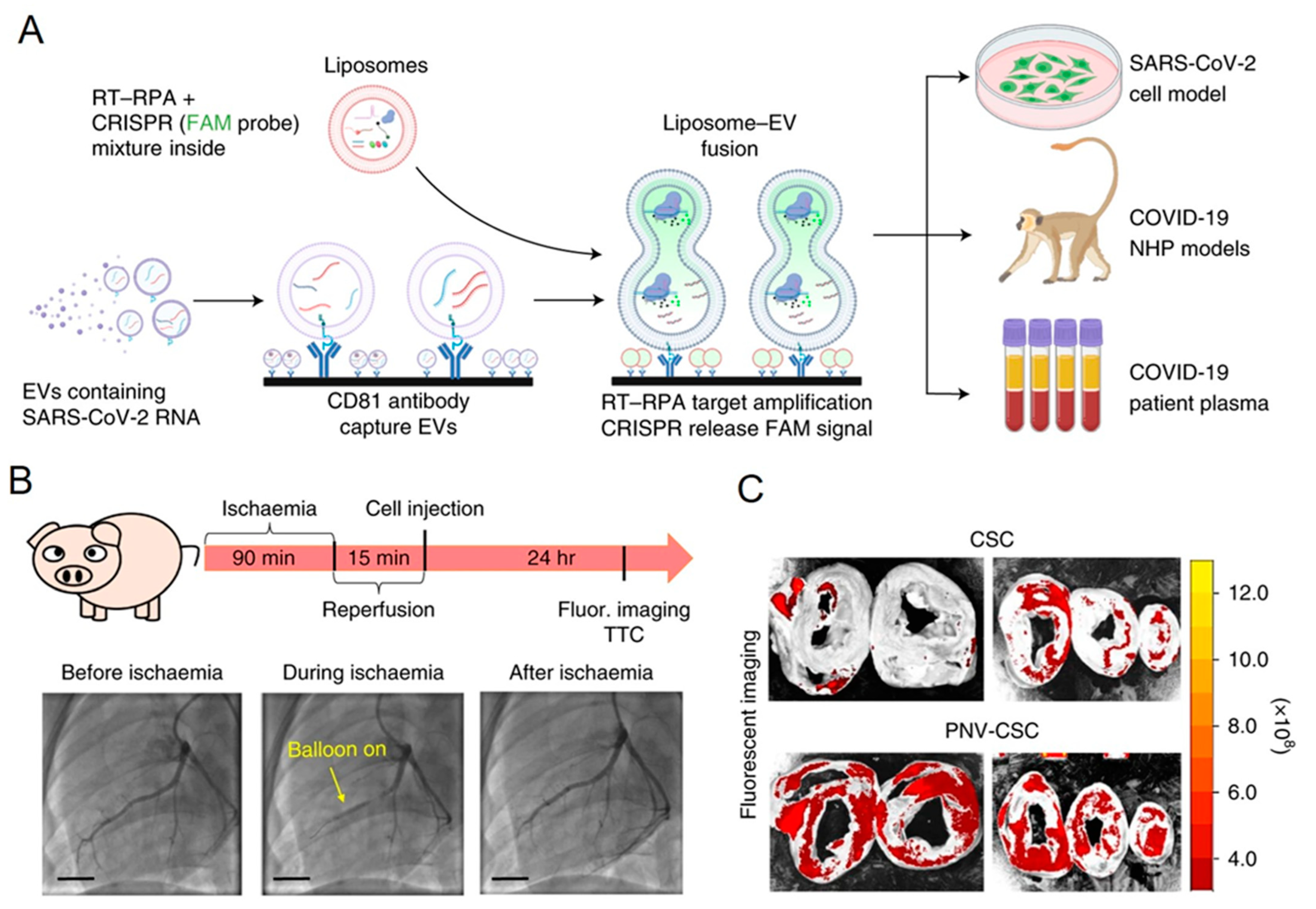 Jfb 14 00117 g005 Jfb 14 00117 g005