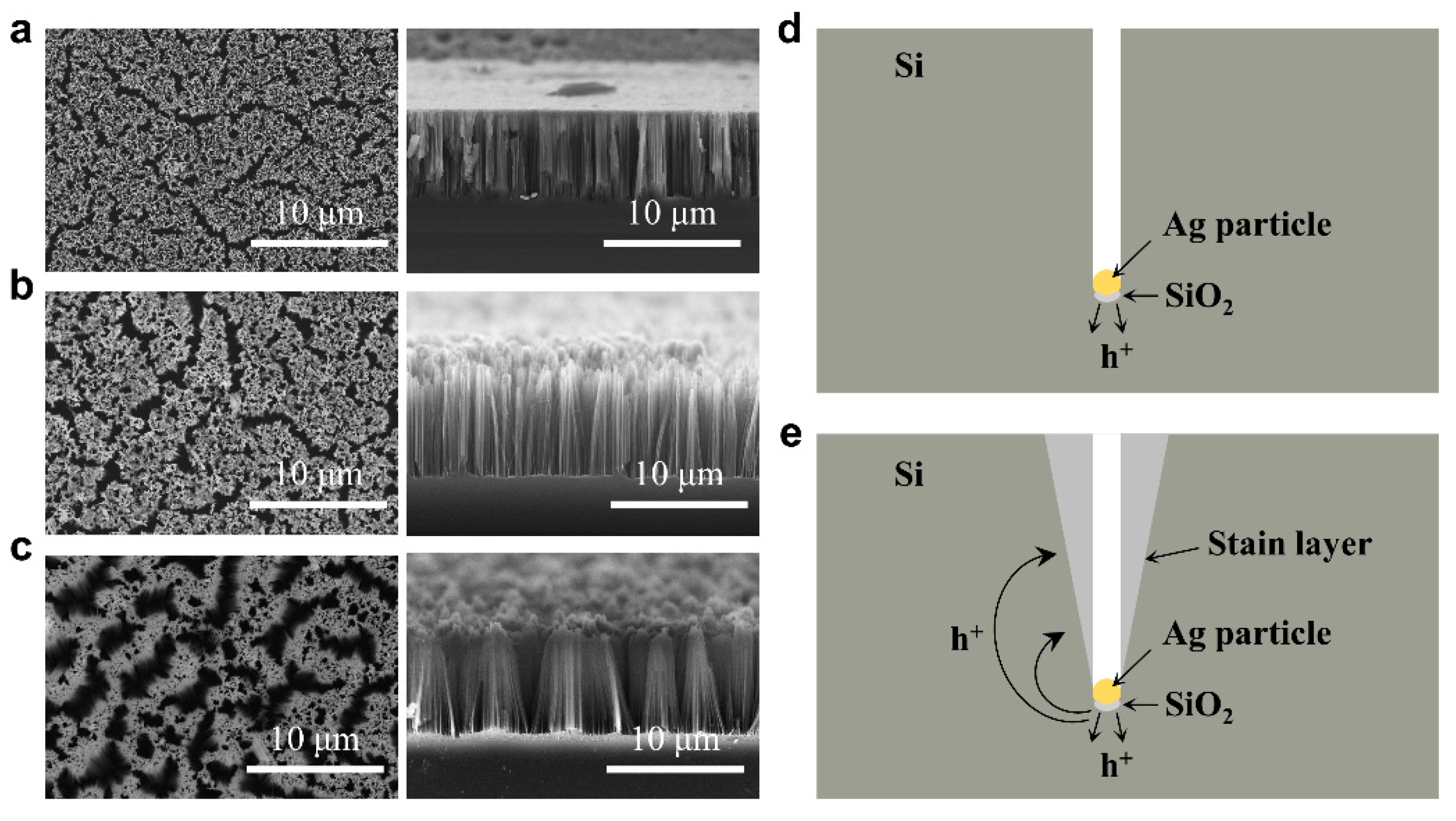 Jfb 14 00245 g005 Jfb 14 00245 g005