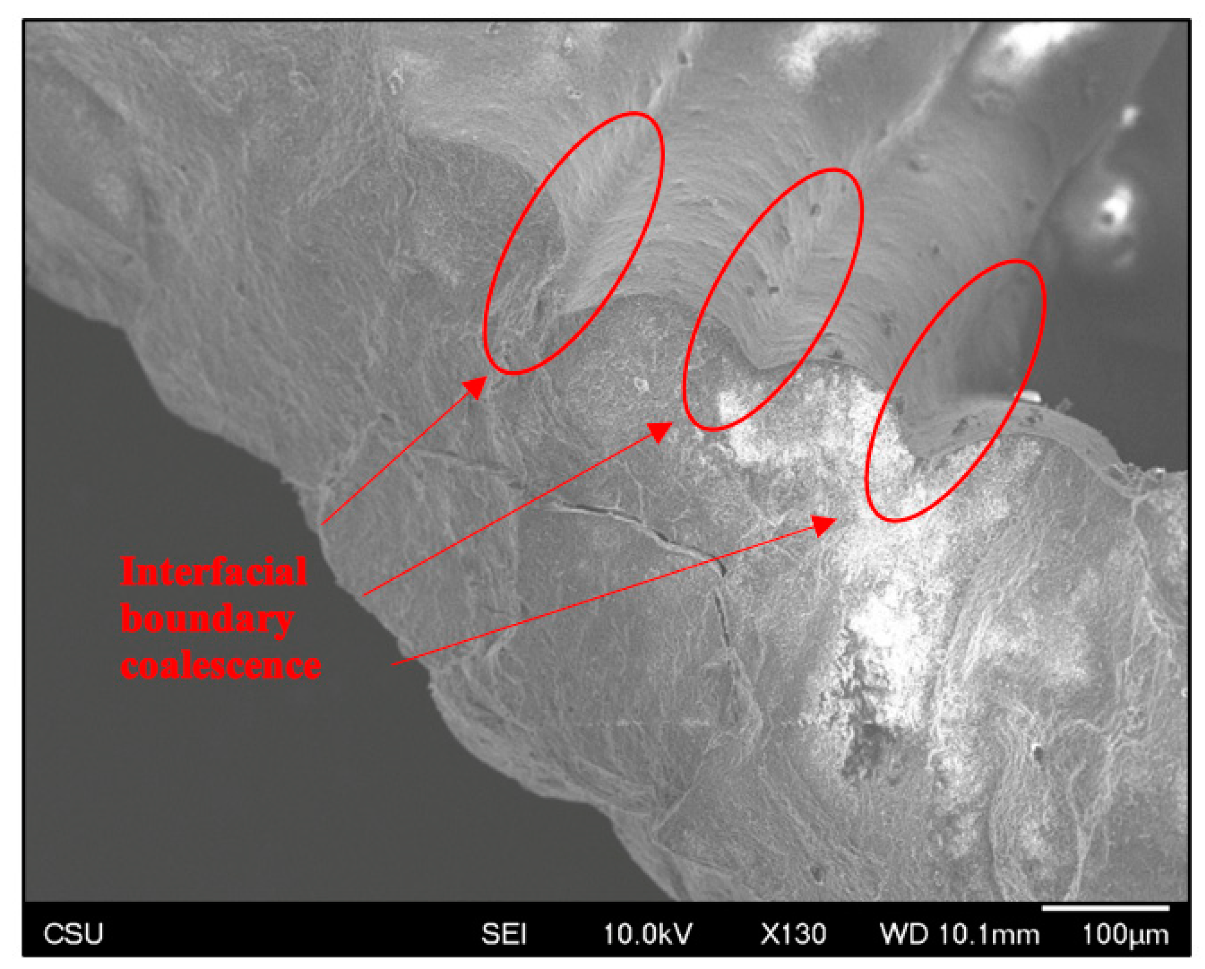 Jfb 14 00251 g007 Jfb 14 00251 g007