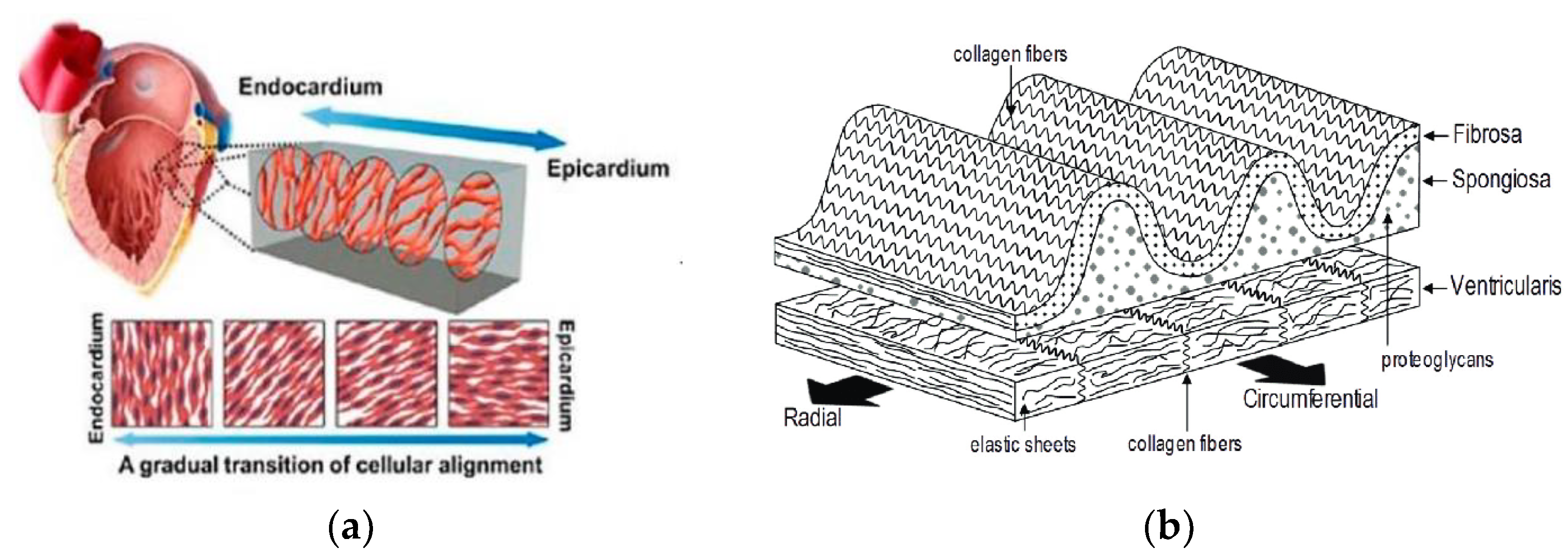Jfb 14 00269 g001 Jfb 14 00269 g001