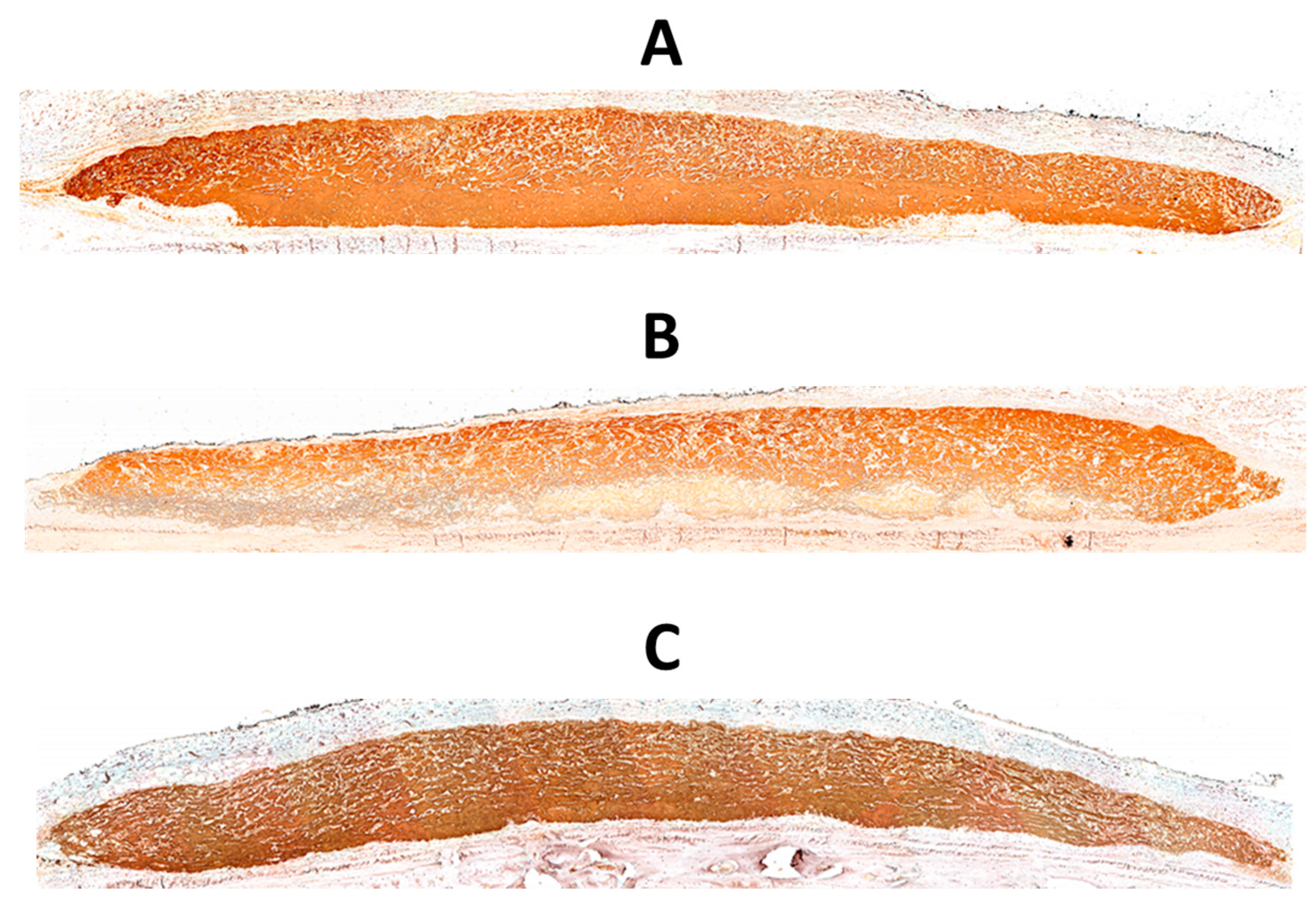 Jfb 14 00283 g002 Jfb 14 00283 g002