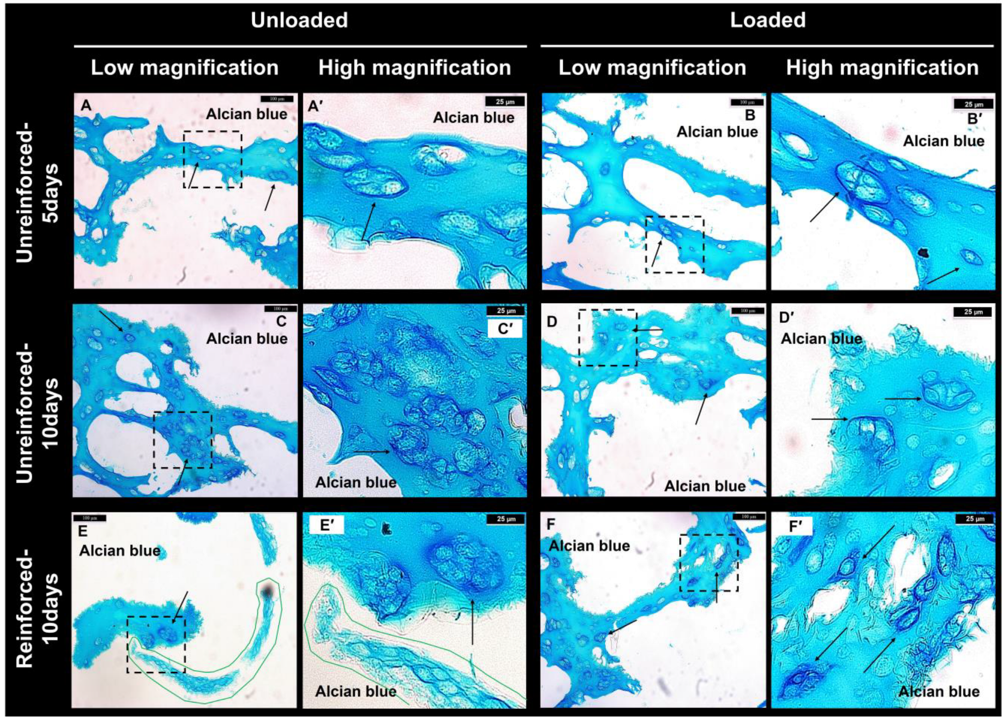 Jfb 14 00313 g002 Jfb 14 00313 g002