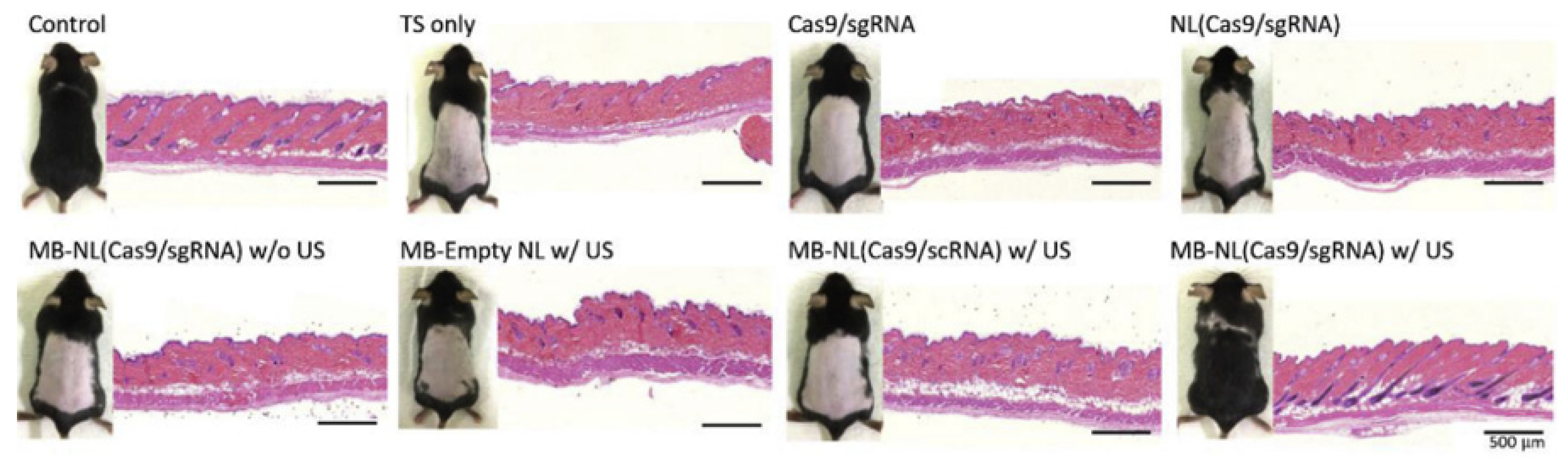 Jfb 14 00373 g005 Jfb 14 00373 g005