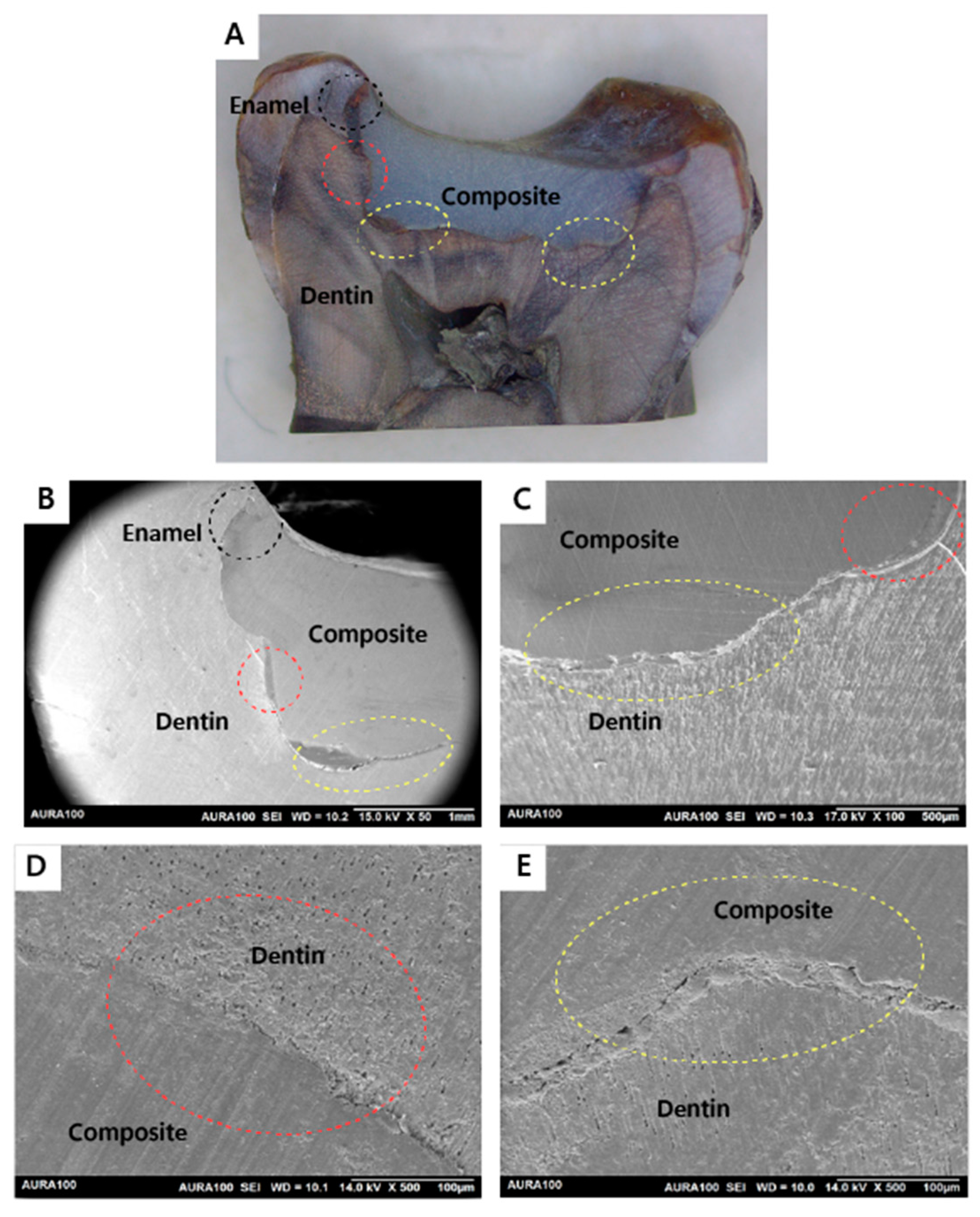 Jfb 15 00017 g005 Jfb 15 00017 g005