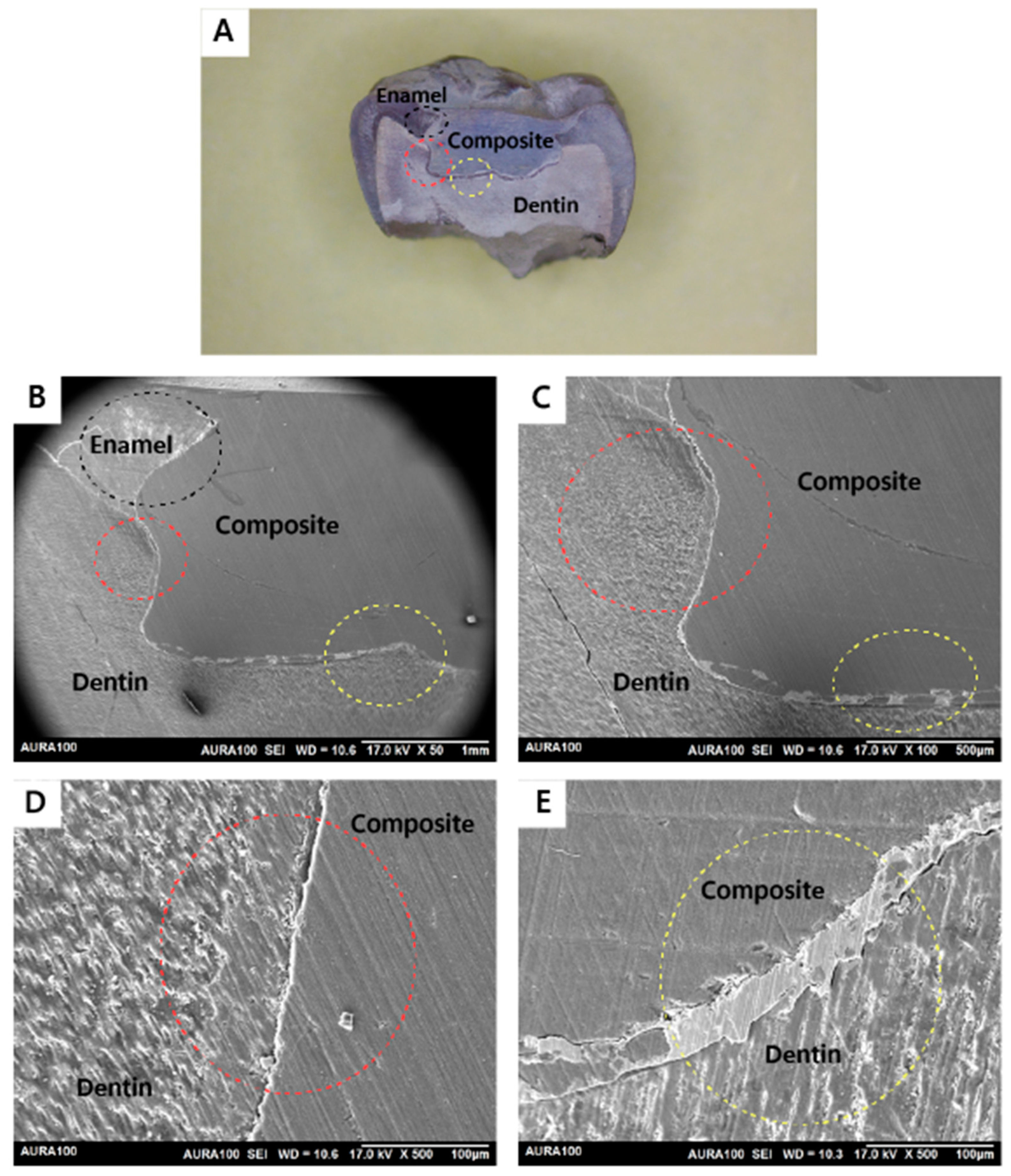 Jfb 15 00017 g006 Jfb 15 00017 g006