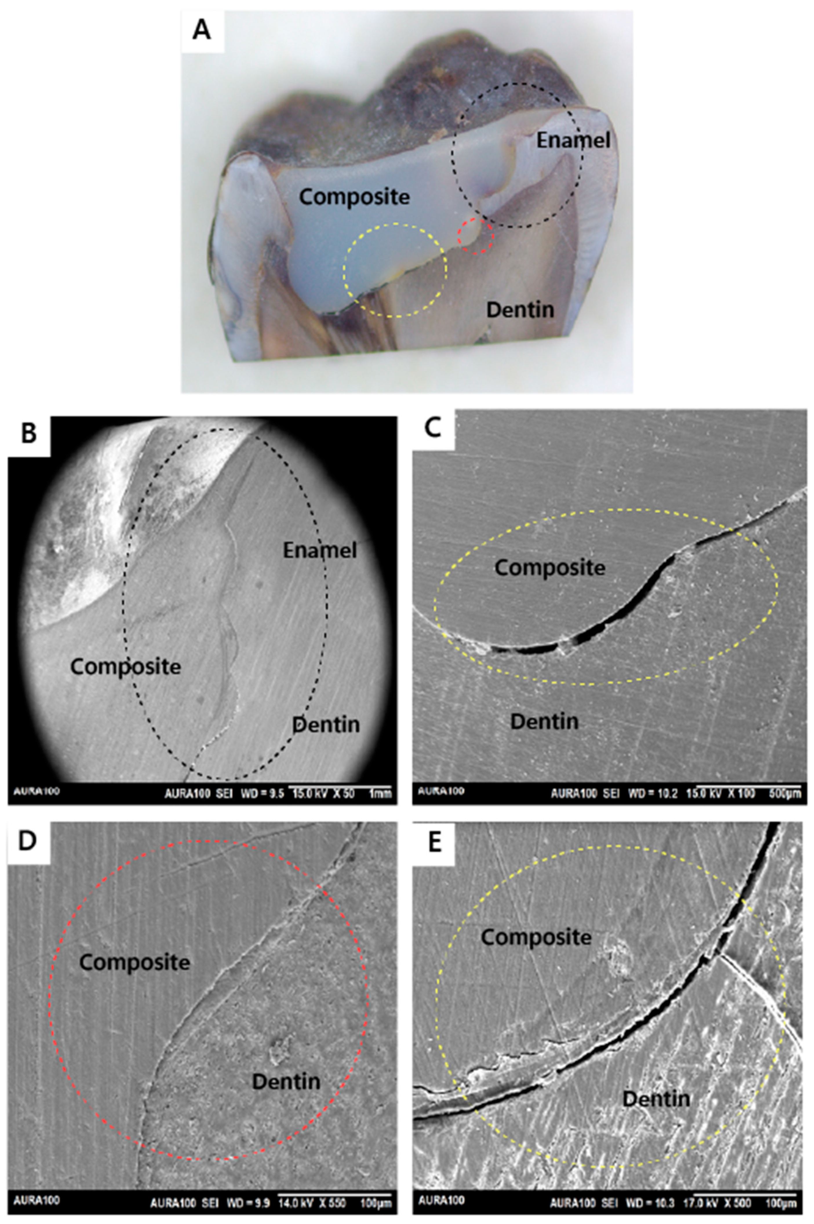 Jfb 15 00017 g007 Jfb 15 00017 g007