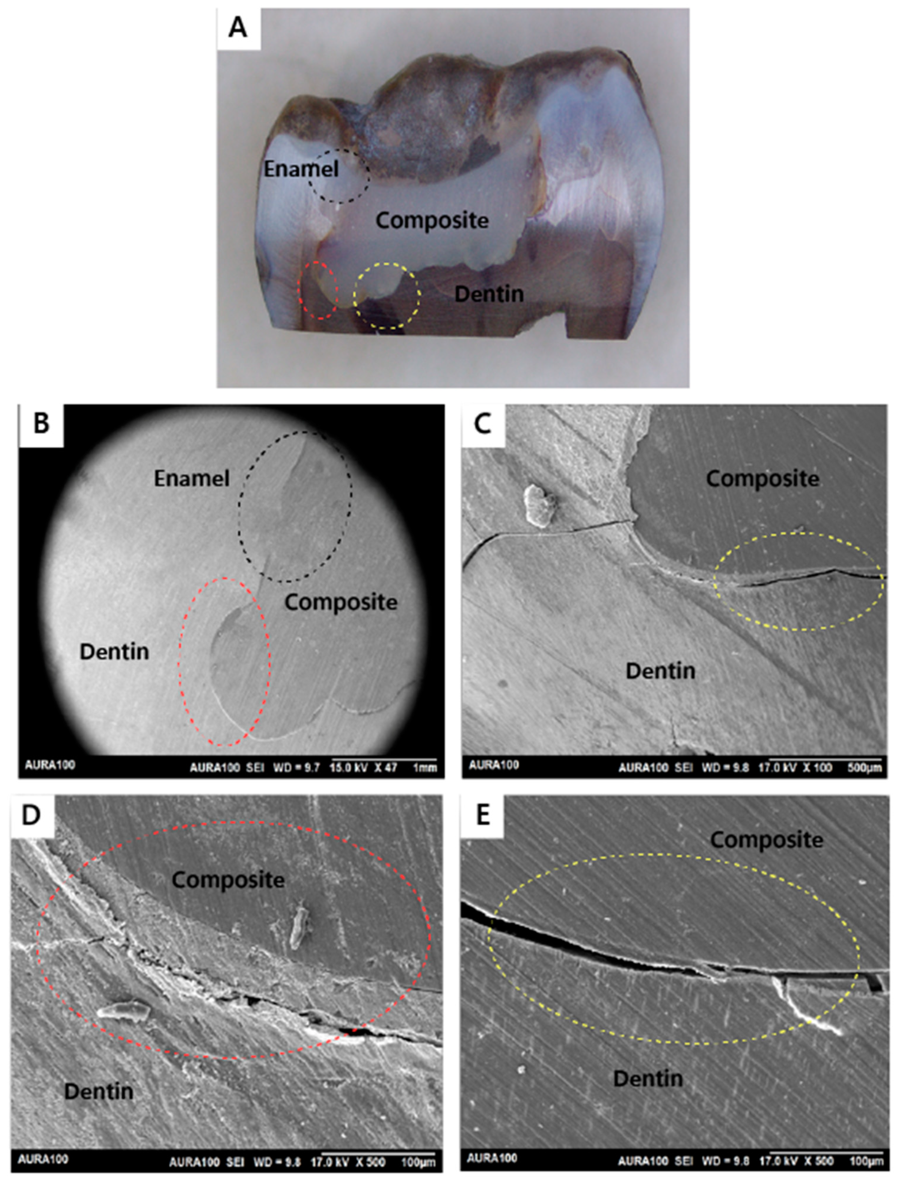 Jfb 15 00017 g008 Jfb 15 00017 g008