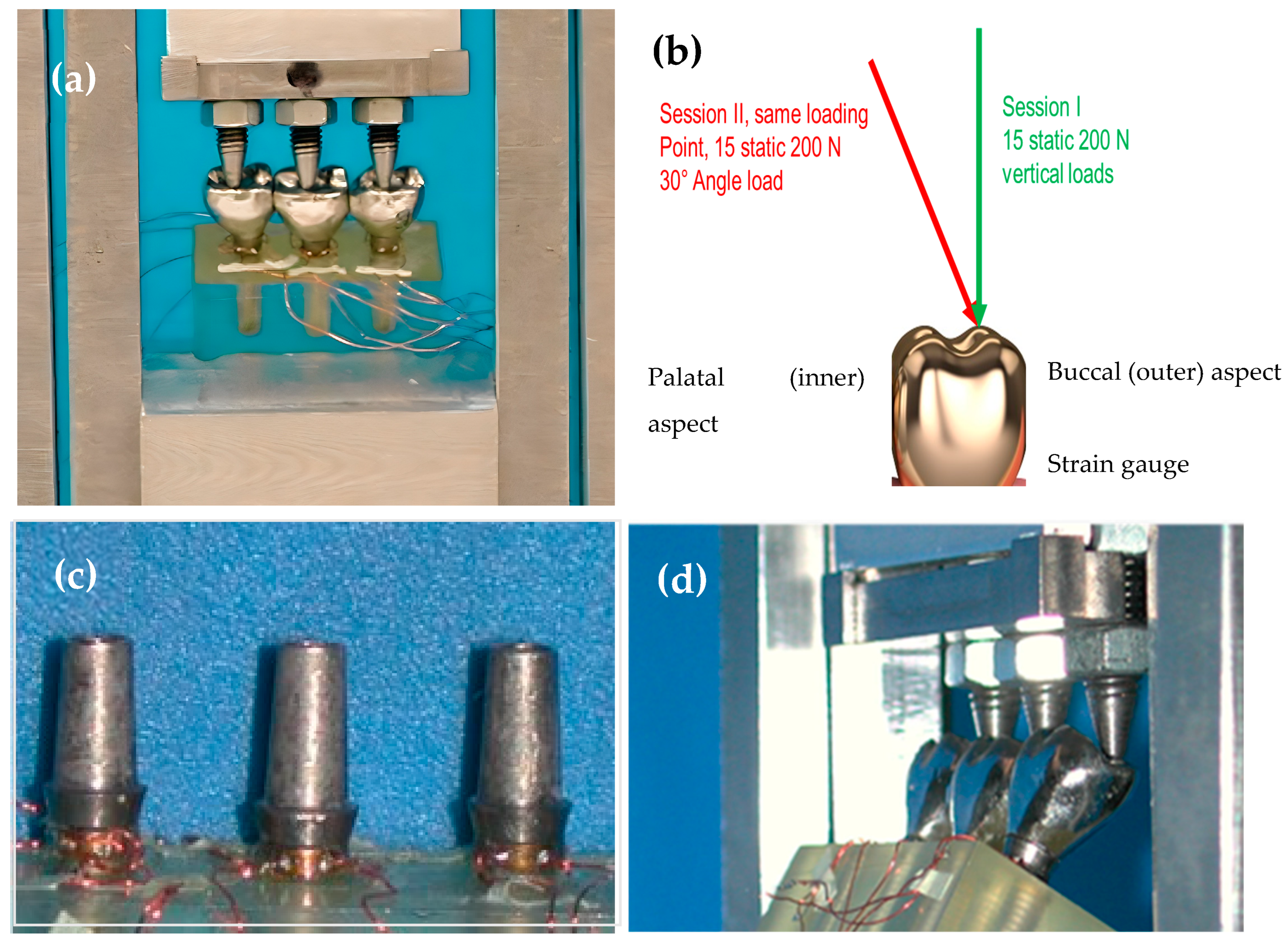 Jfb 15 00047 g003 Jfb 15 00047 g003
