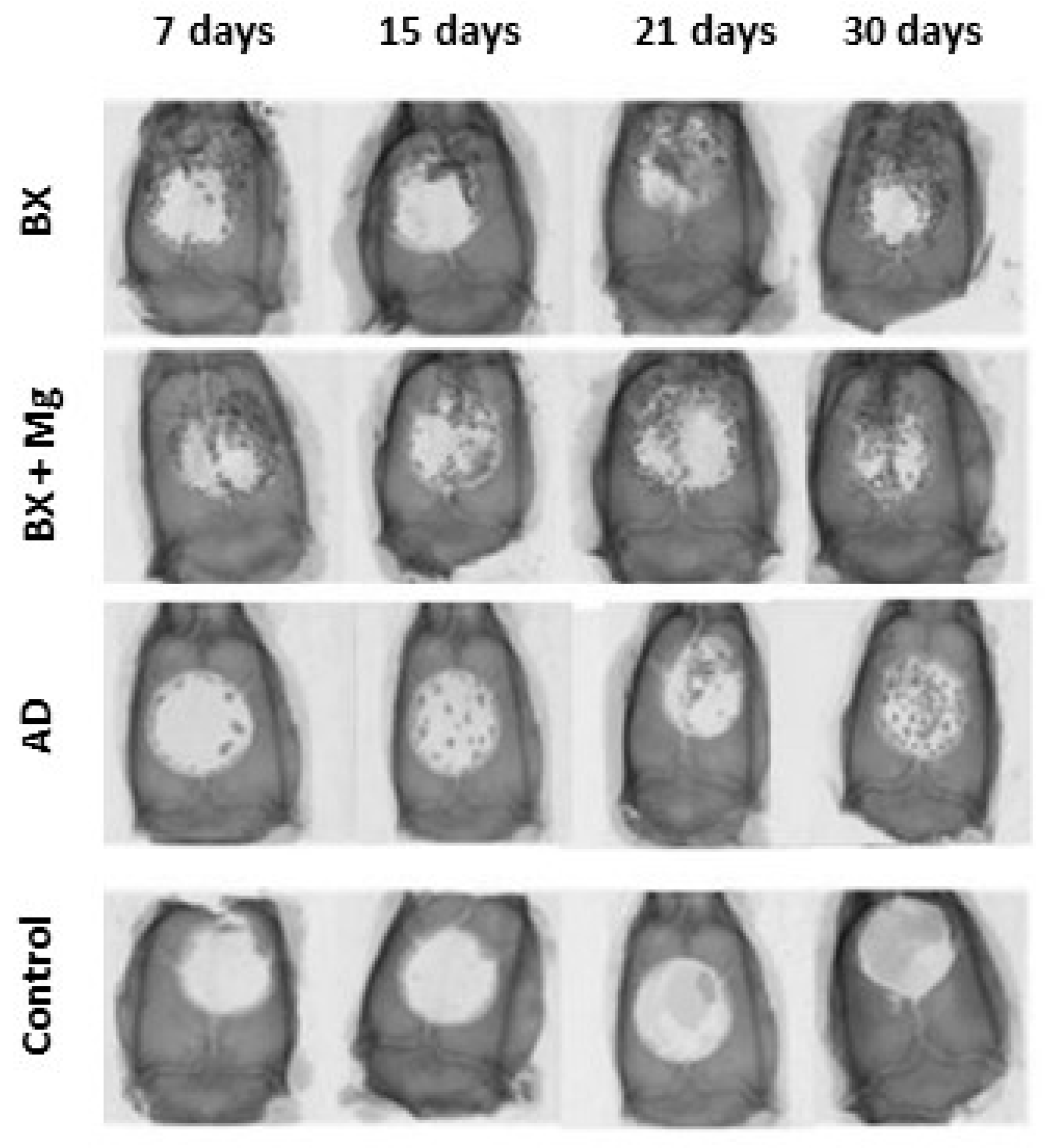 Jfb 15 00270 g001 Jfb 15 00270 g001