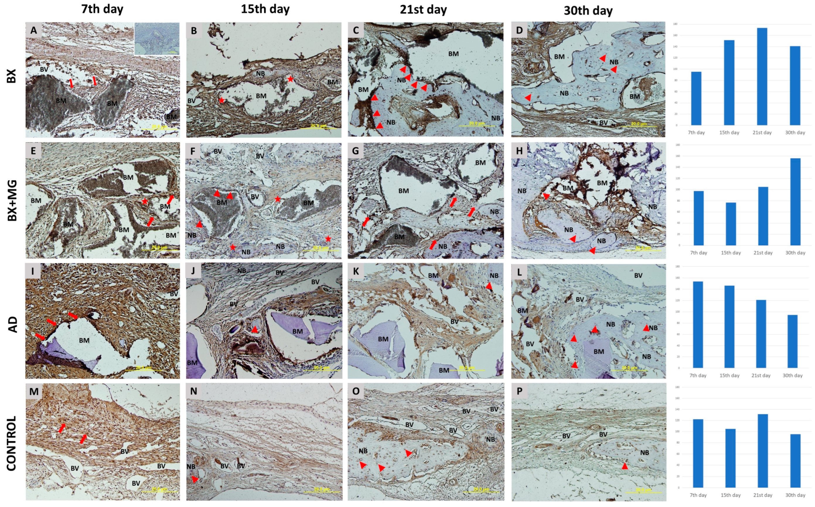 Jfb 15 00270 g003 Jfb 15 00270 g003