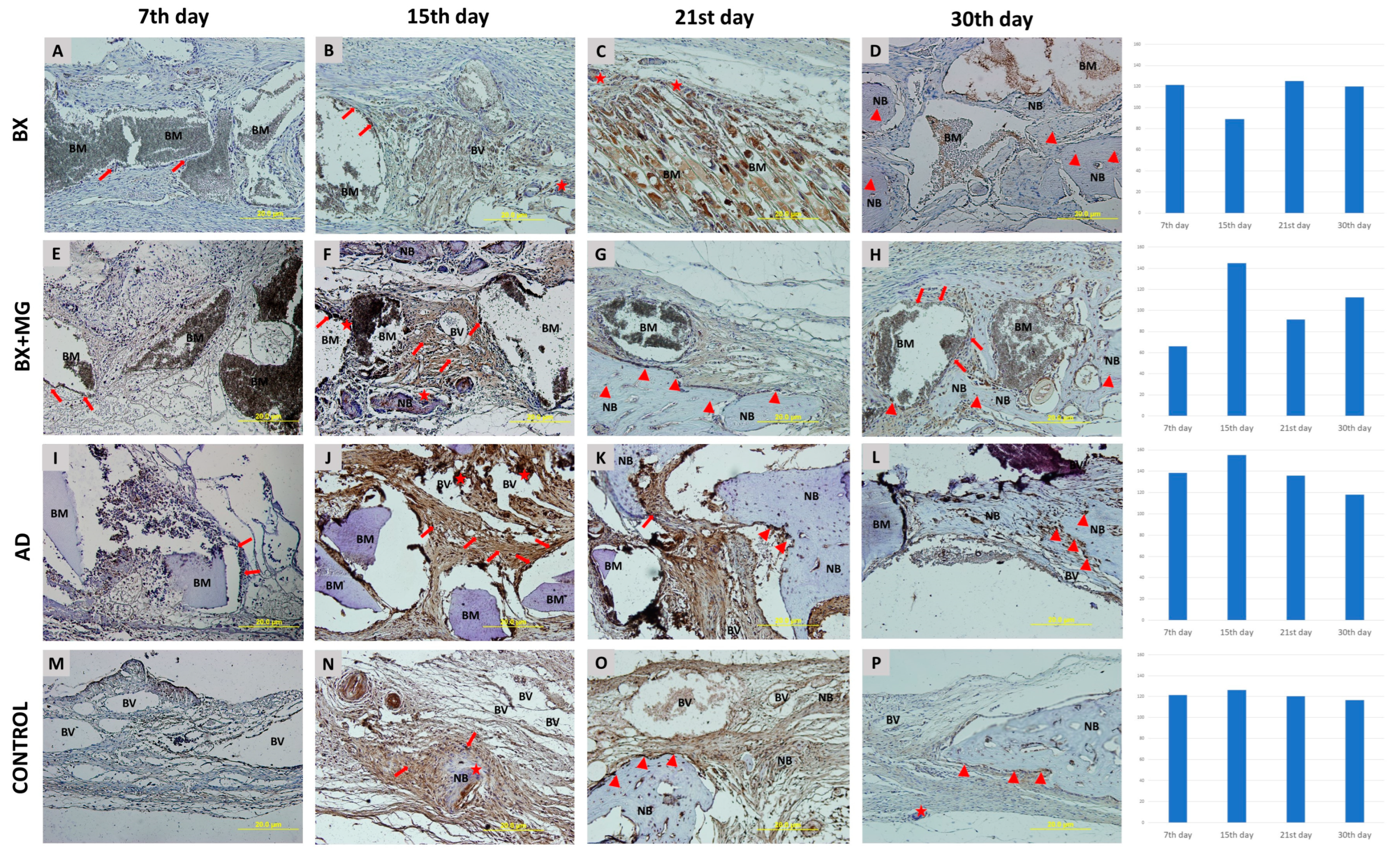 Jfb 15 00270 g004 Jfb 15 00270 g004
