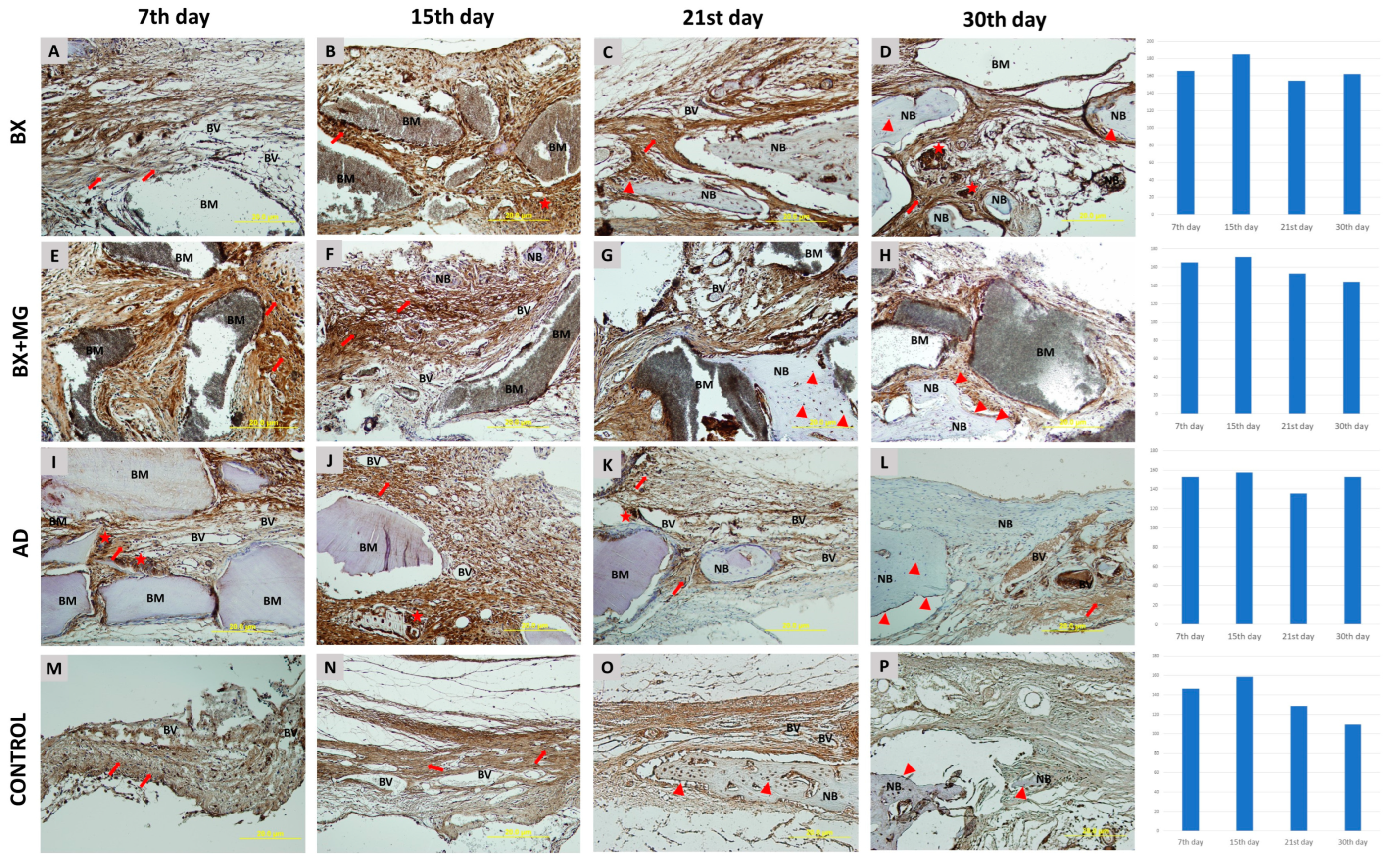 Jfb 15 00270 g005 Jfb 15 00270 g005