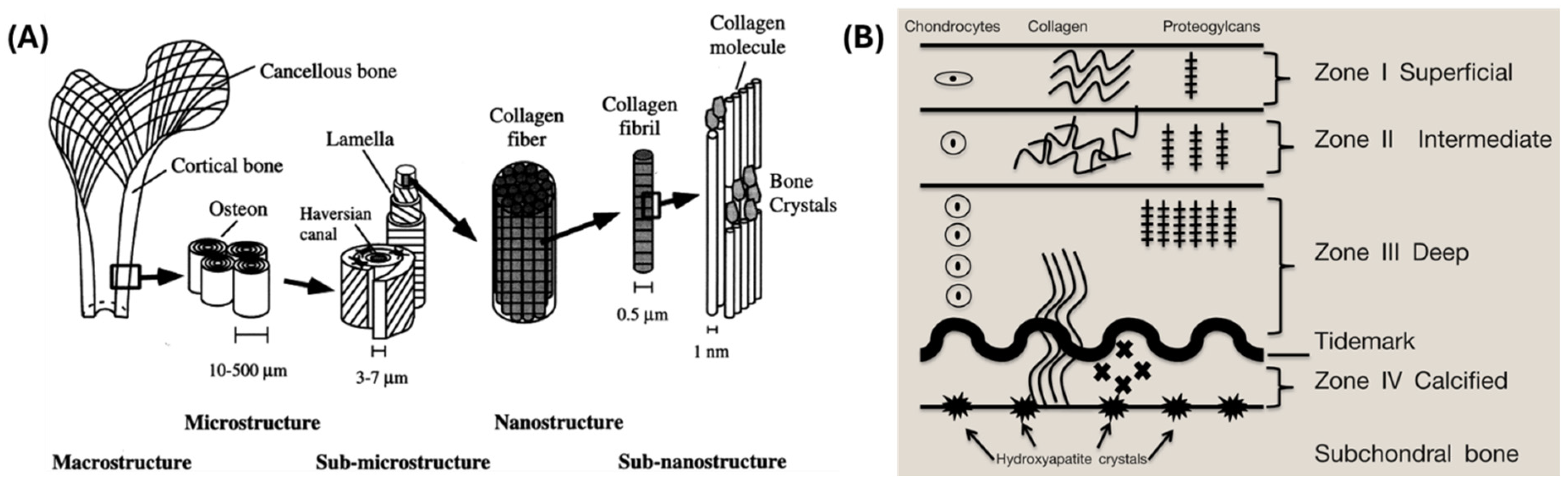 Jfb 15 00280 g002 Jfb 15 00280 g002