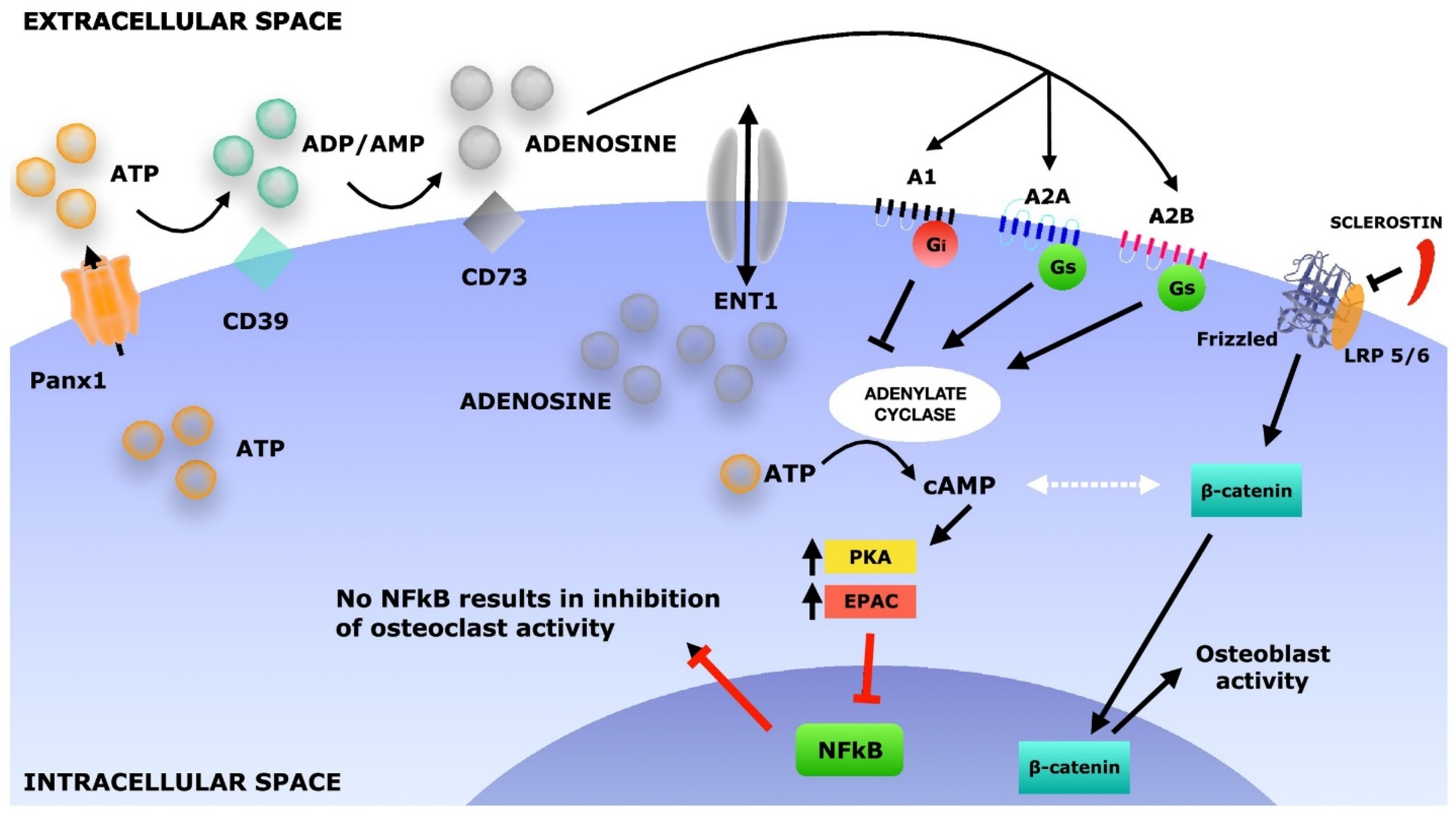 Jfb 15 00280 g006 Jfb 15 00280 g006