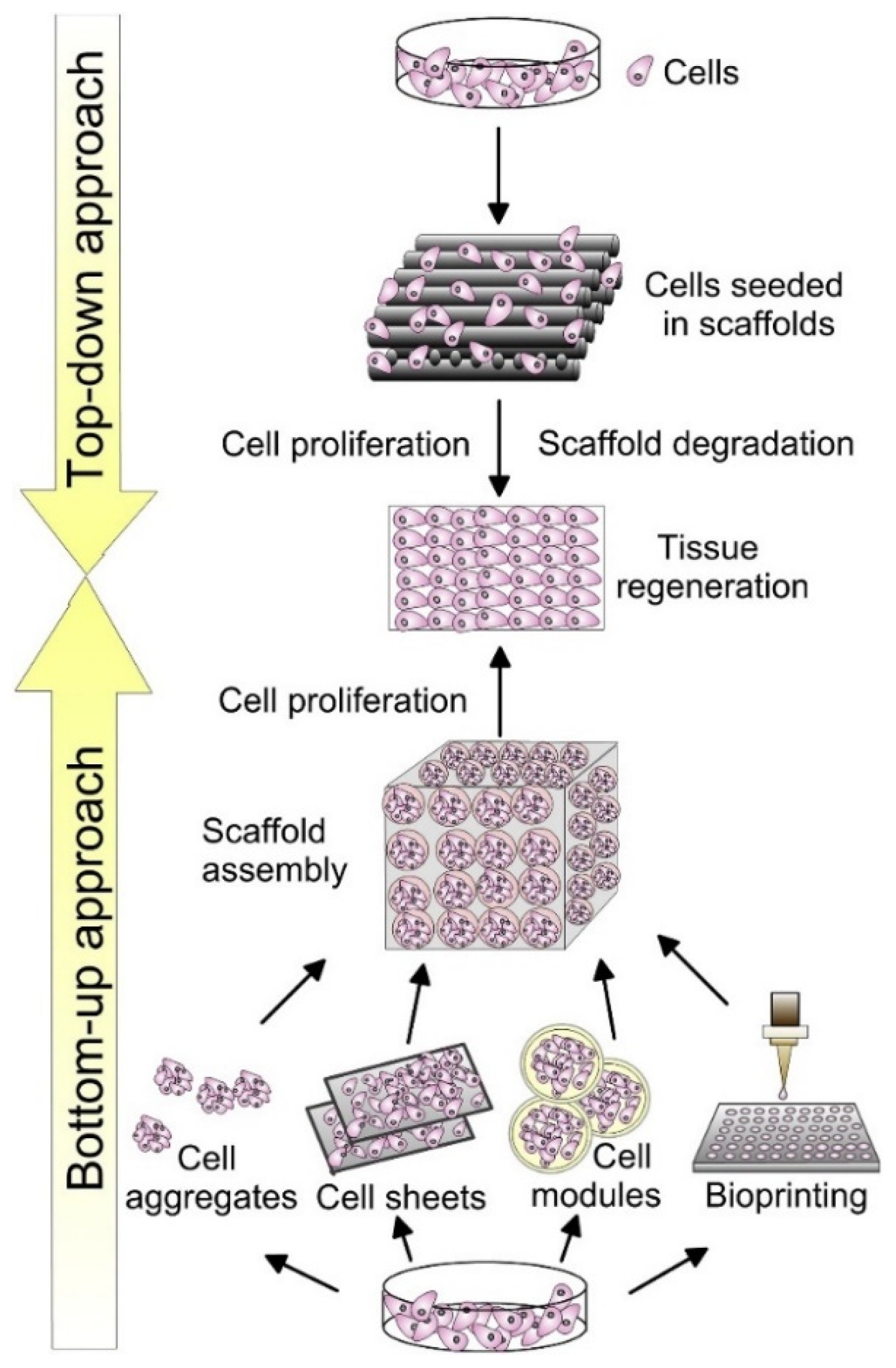 Jfb 15 00280 g007 Jfb 15 00280 g007