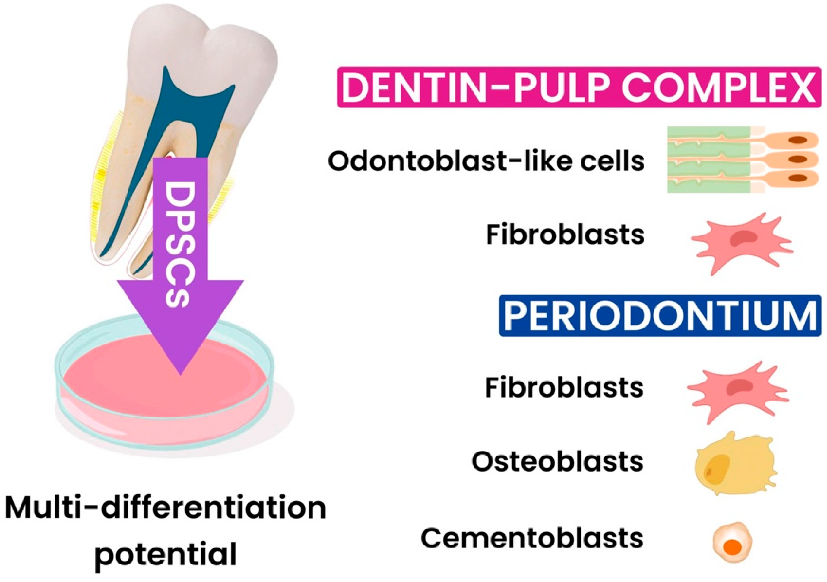 Jfb 15 00308 g001 Jfb 15 00308 g001
