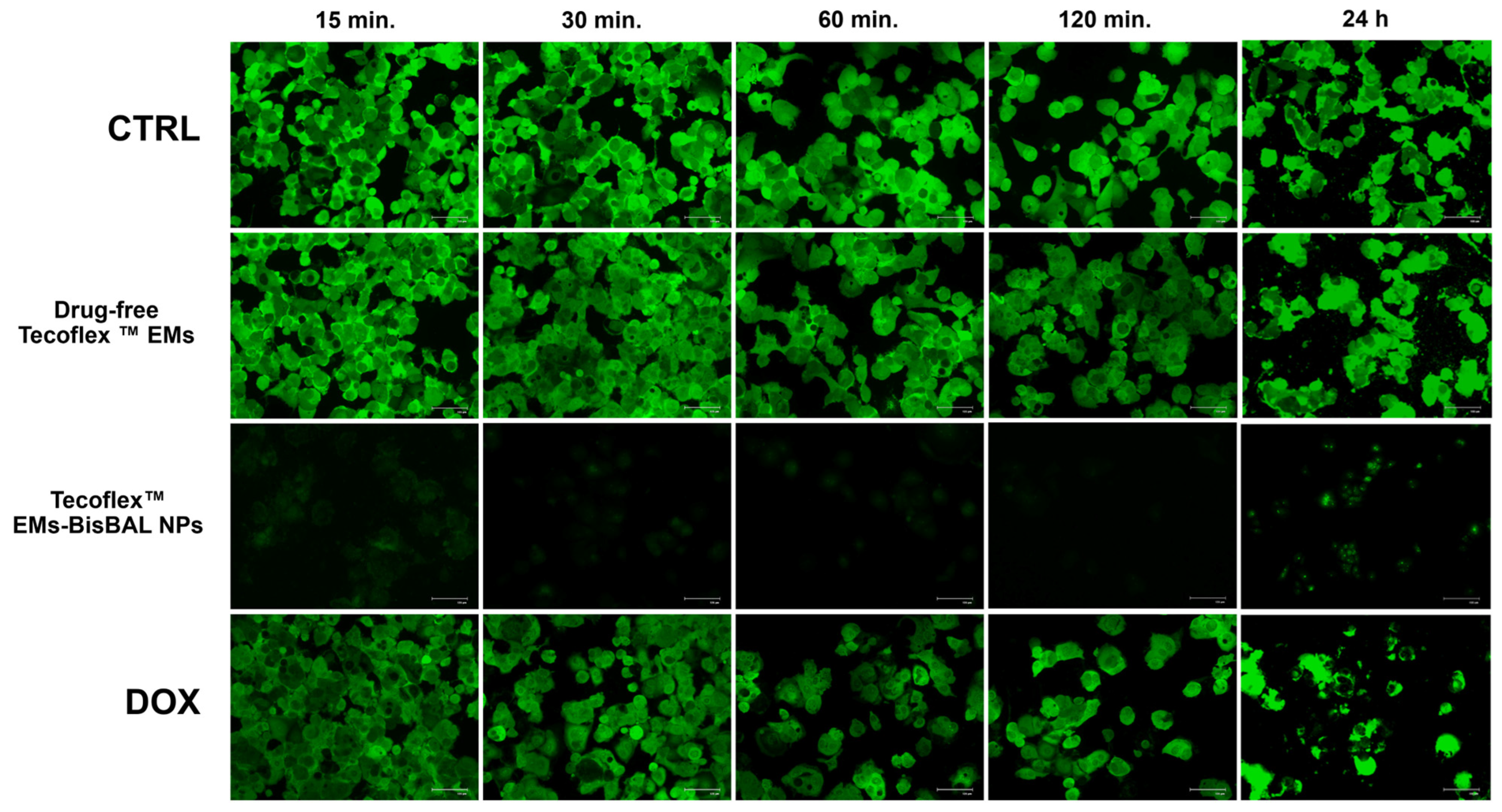 Jfb 15 00309 g008 Jfb 15 00309 g008