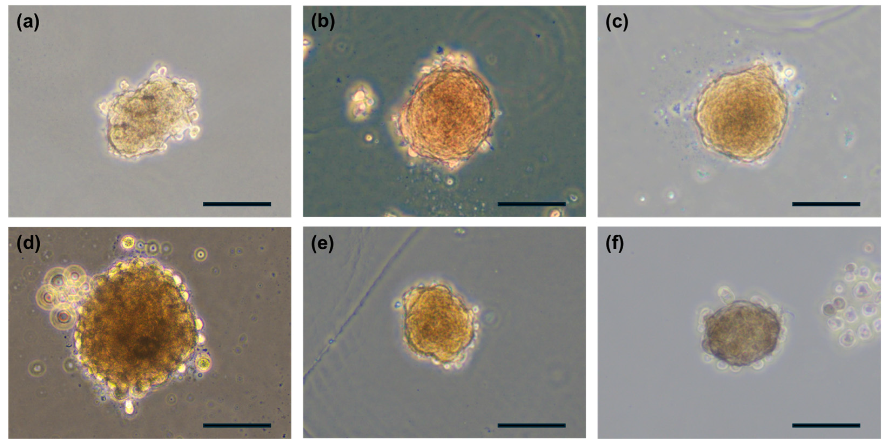 Exploding Spheroids Spherical Shell Bioprinting to Produce Uniform Spheroids with ...