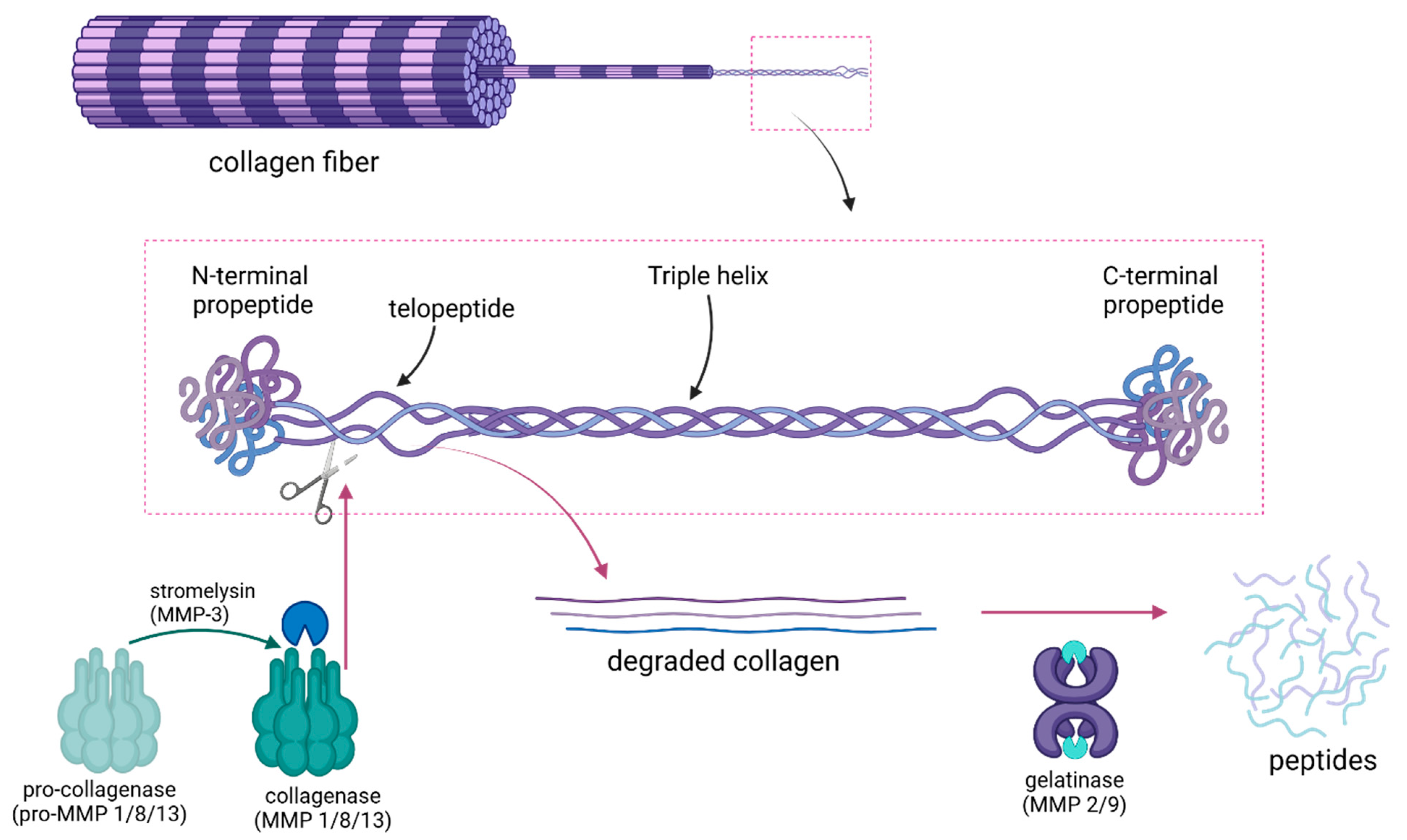 Jfb 16 00042 g003 Jfb 16 00042 g003