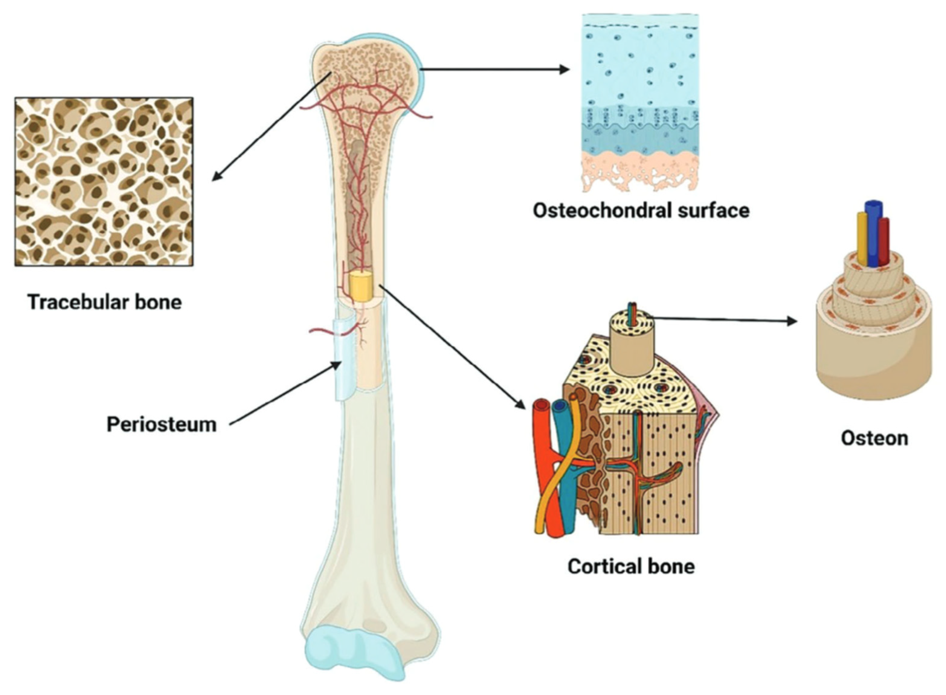 Analysis of Biomechanical Characteristics of Bone Tissues Using a ...