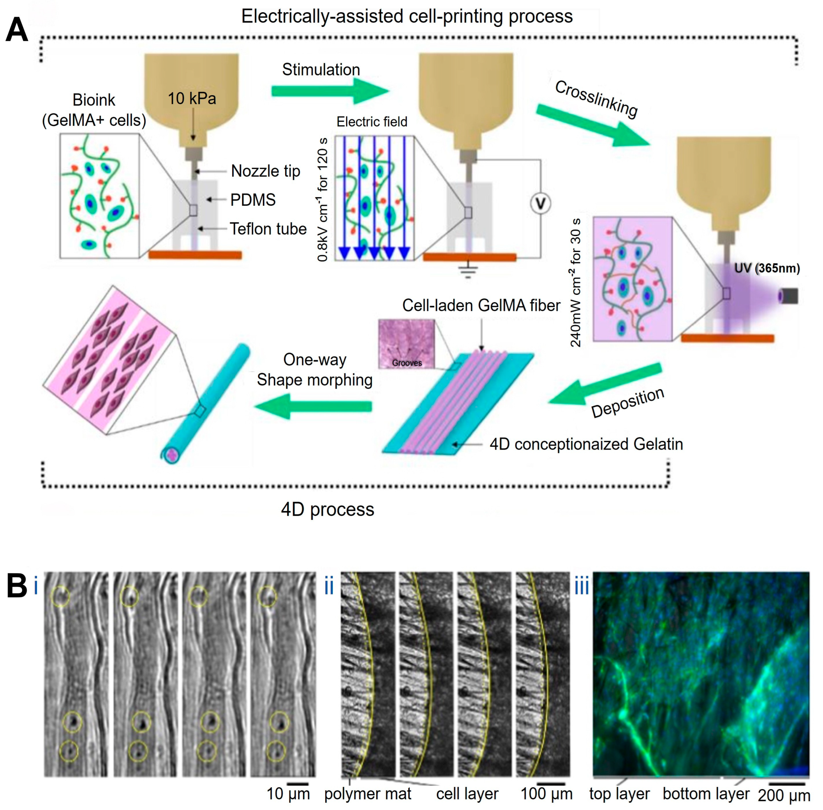 Jfb 17 00072 g002 Jfb 17 00072 g002