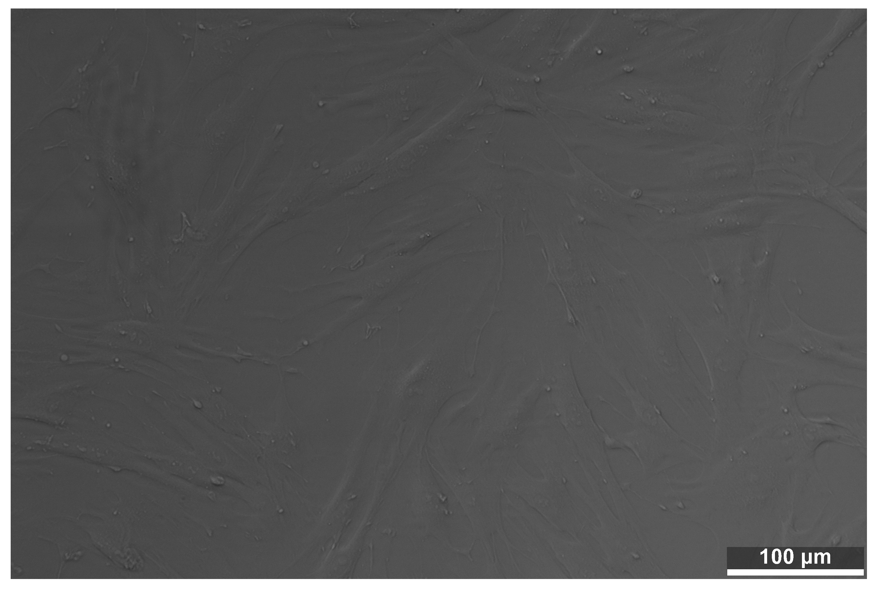 Jfb 17 00421 g001 Jfb 17 00421 g001