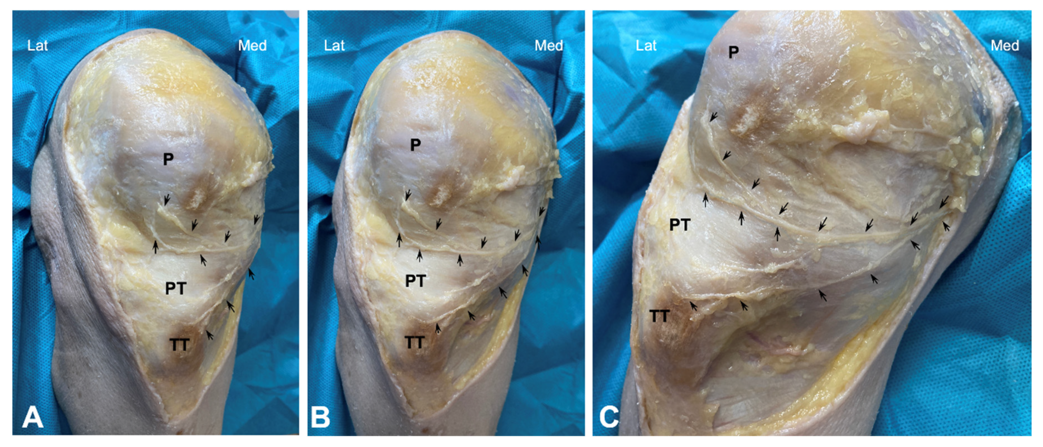 Jfmk 10 00208 g001 Jfmk 10 00208 g001