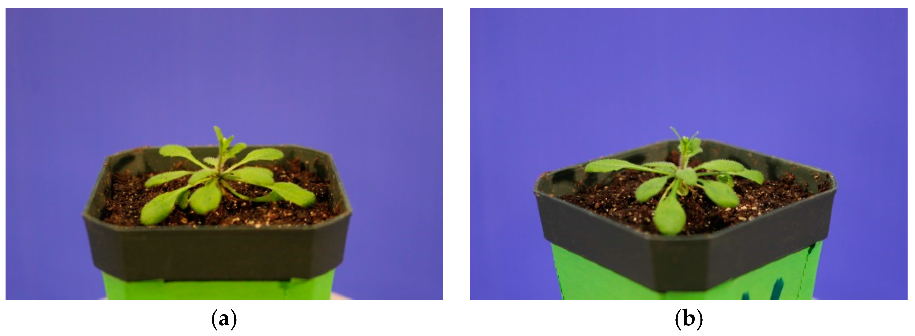 Jimaging 03 00039 g008a